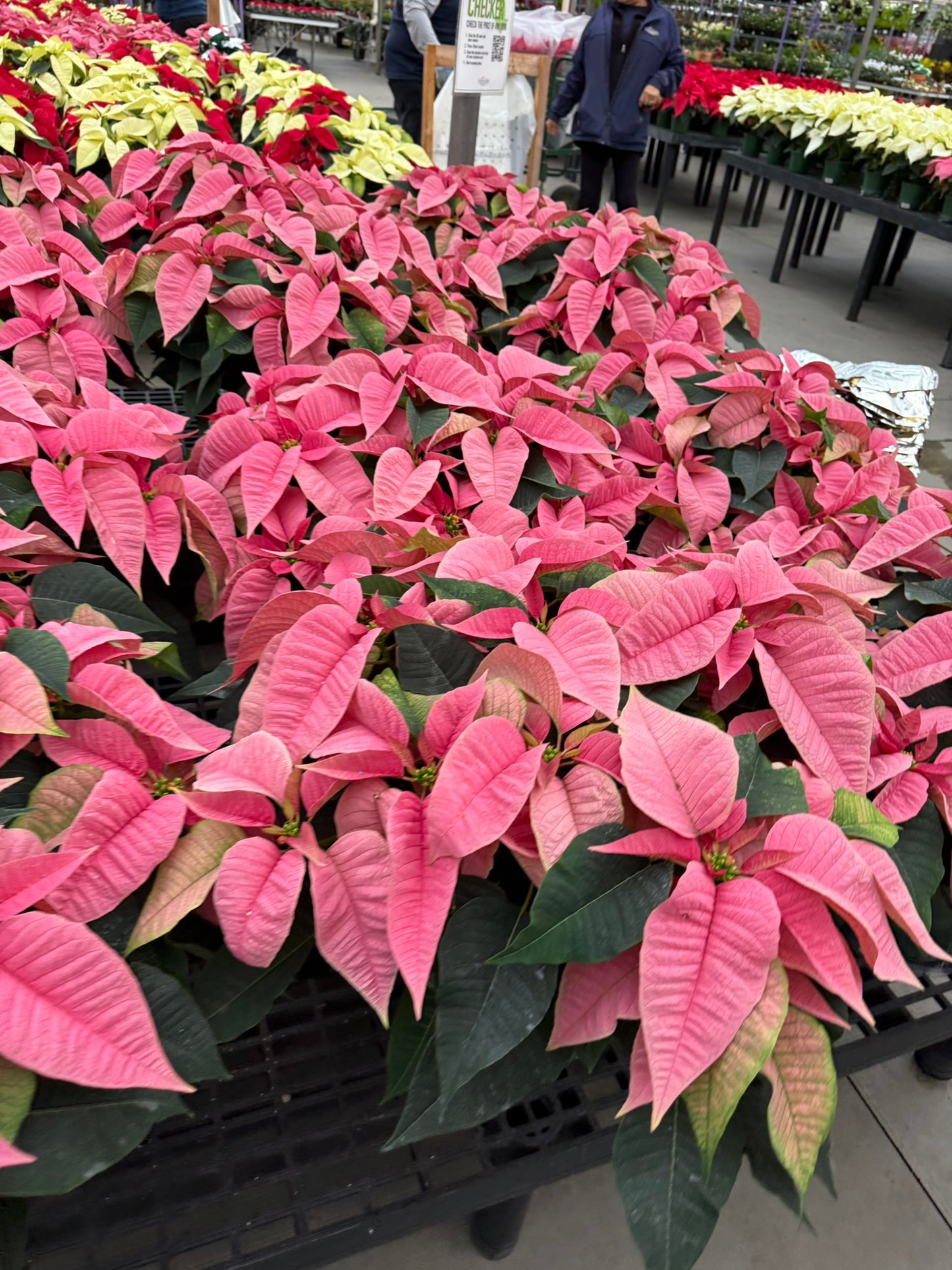 Pink Poinsettia  6" Pot (Pack of 4)