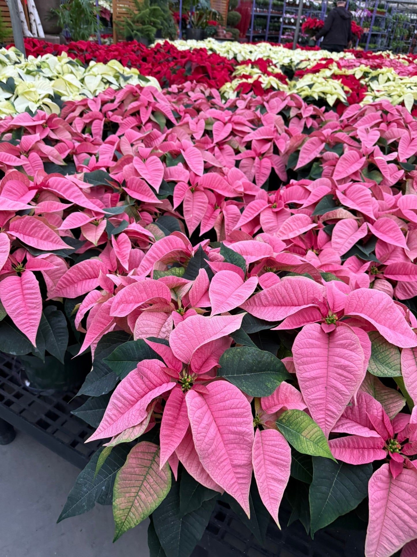 Pink Poinsettia  6" Pot (Pack of 4)