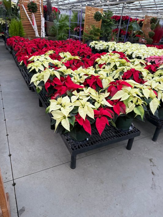 Poinsettia, Red and White  8" Pot (Pack of 4)