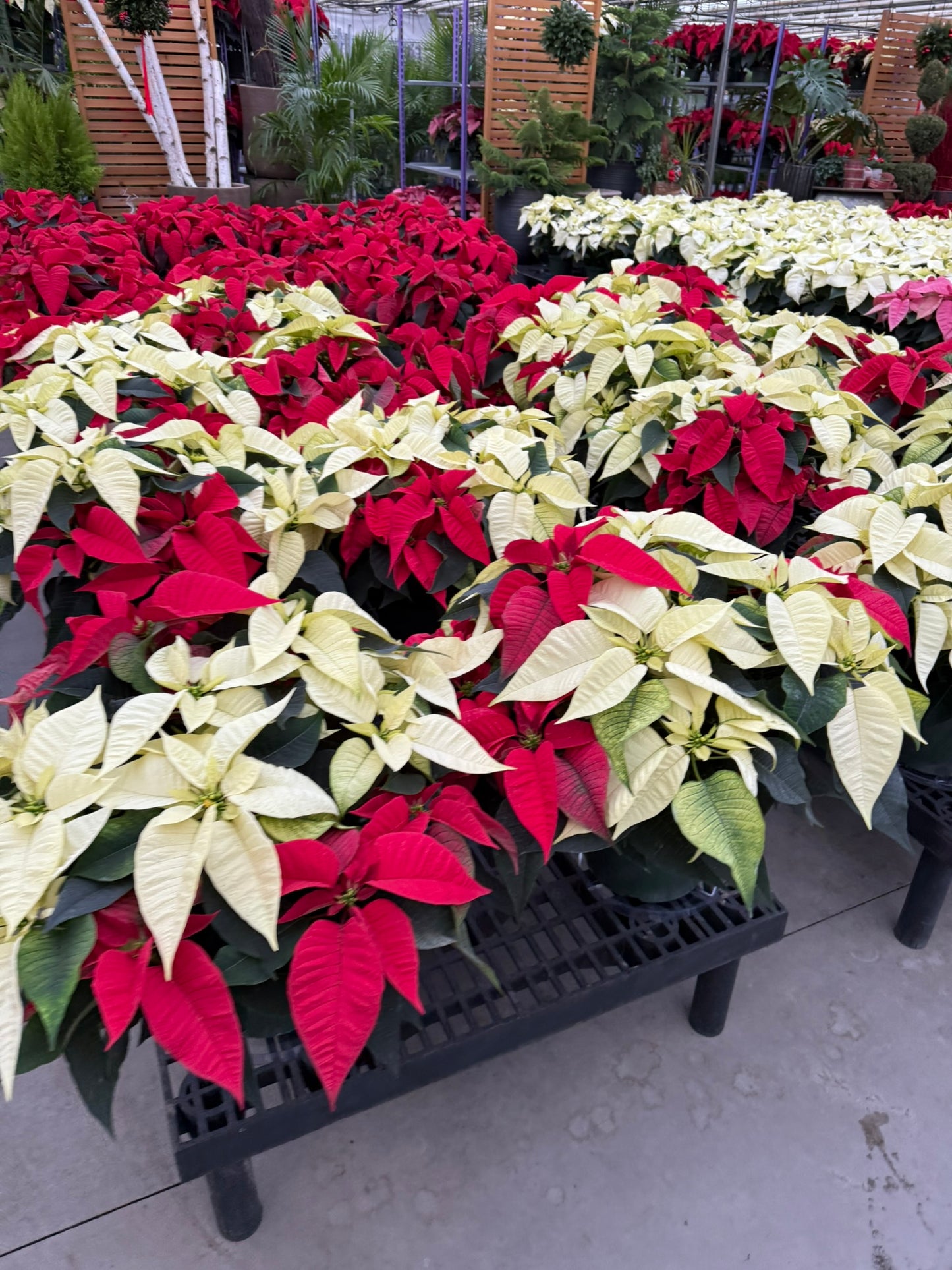 White Poinsettia  10" Pot (Pack of 2)
