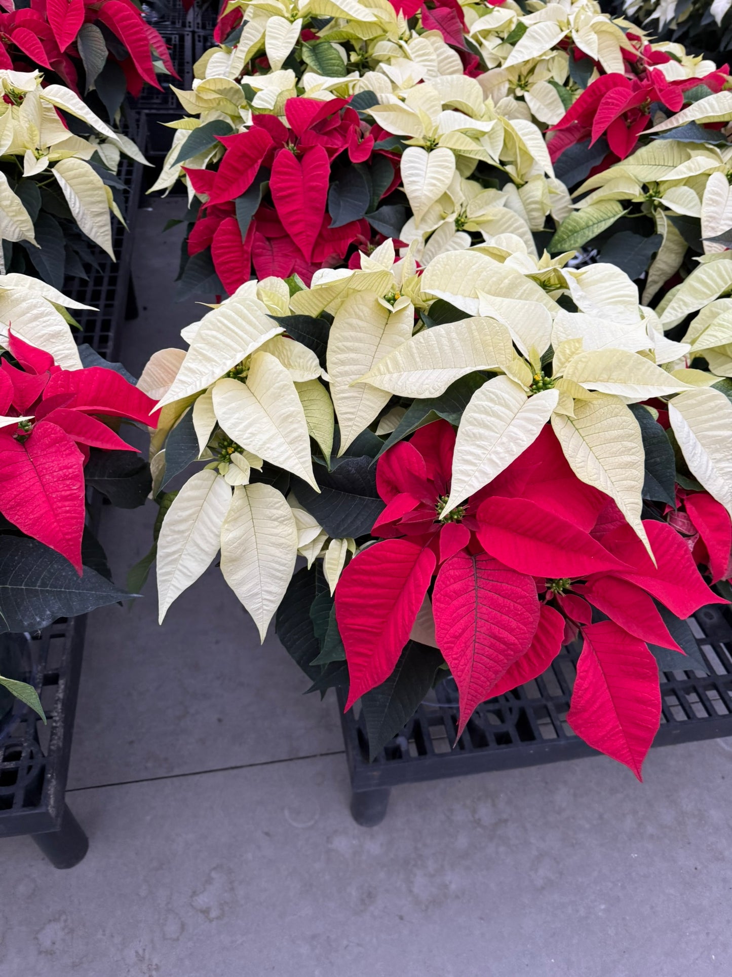 White Poinsettia  6" Pot (Pack of 4)