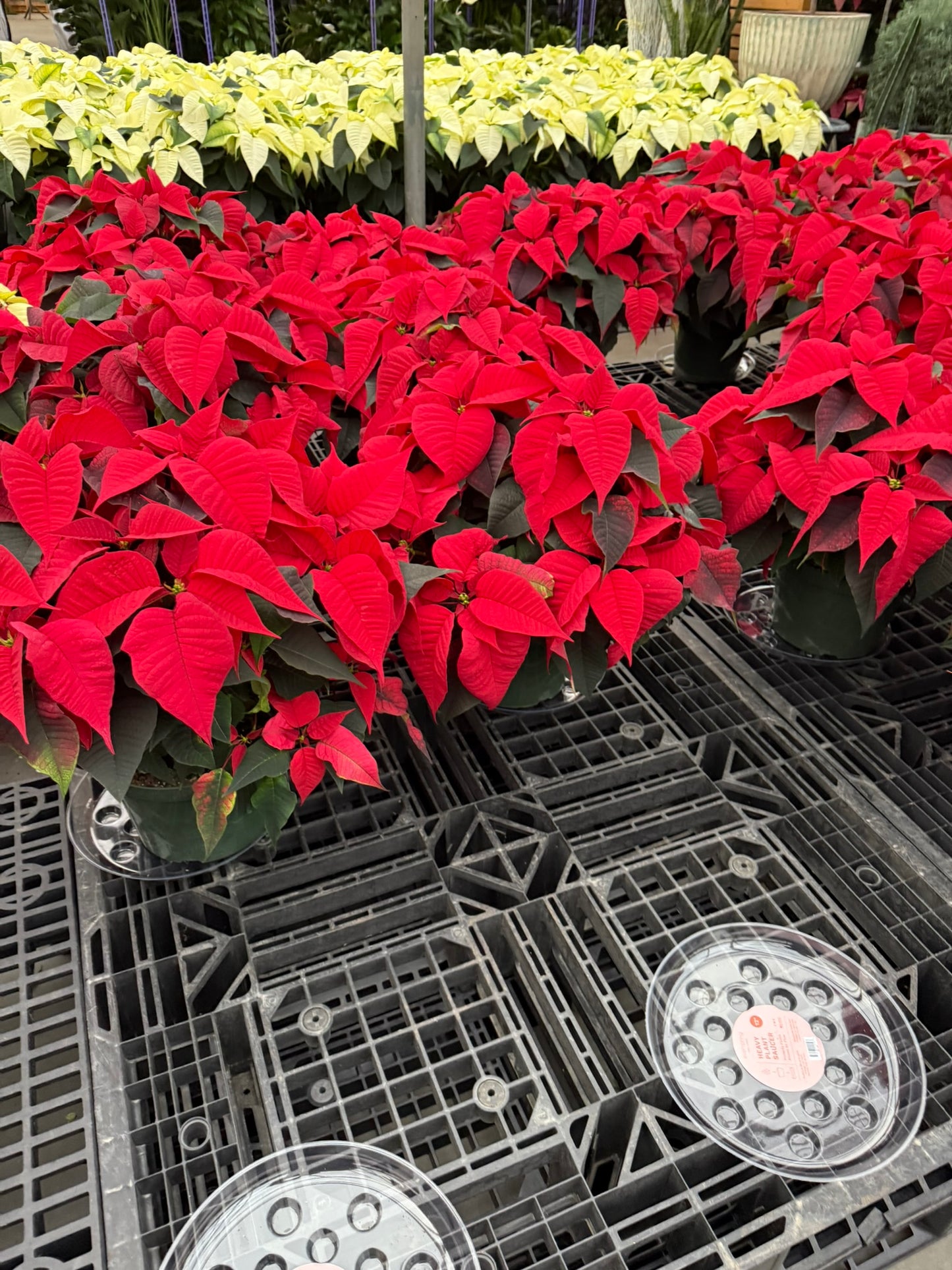 Red Poinsettia  8" Pot (Pack of 4)