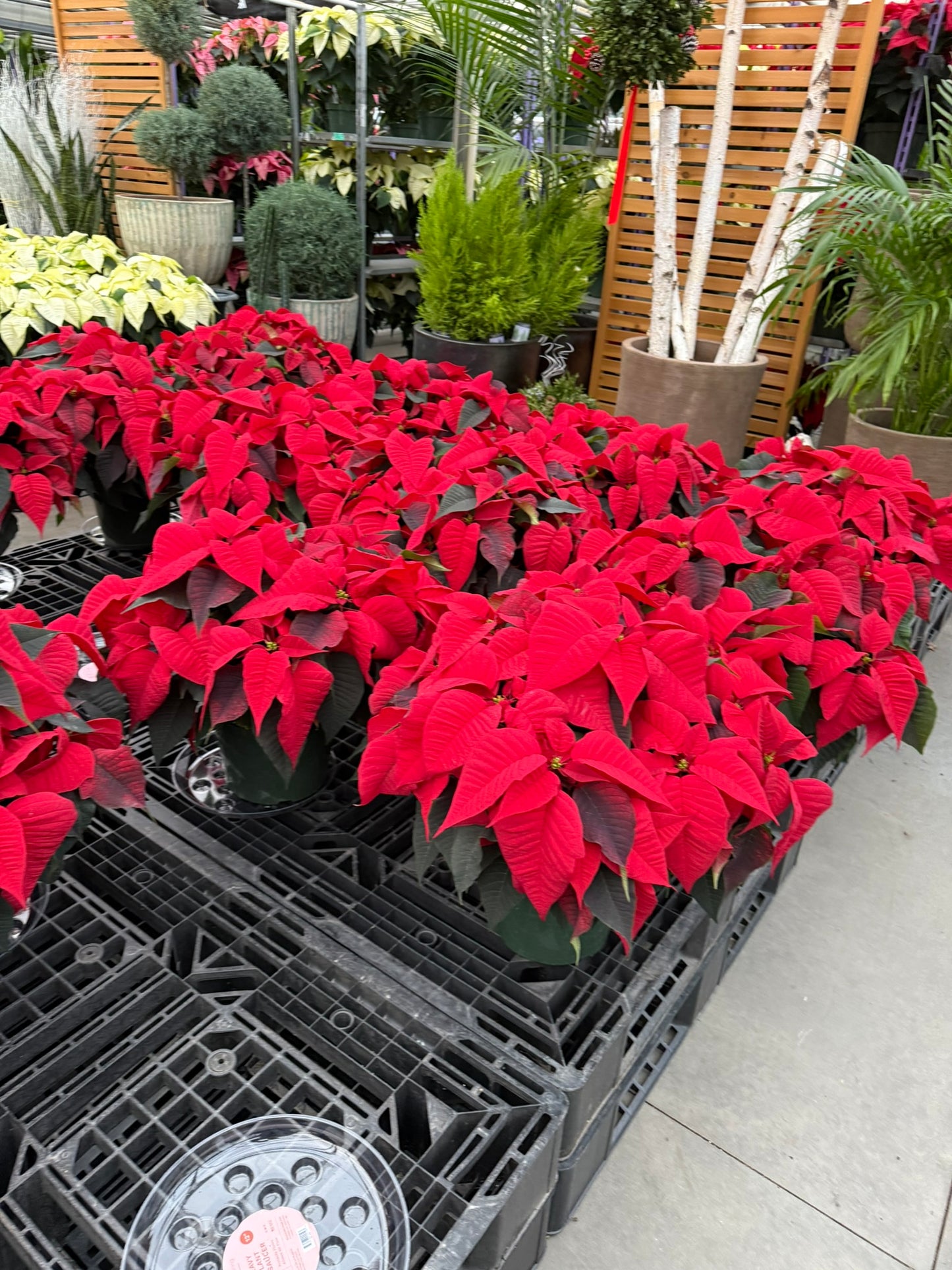 Red Poinsettia  4" Pot (Pack of 4)