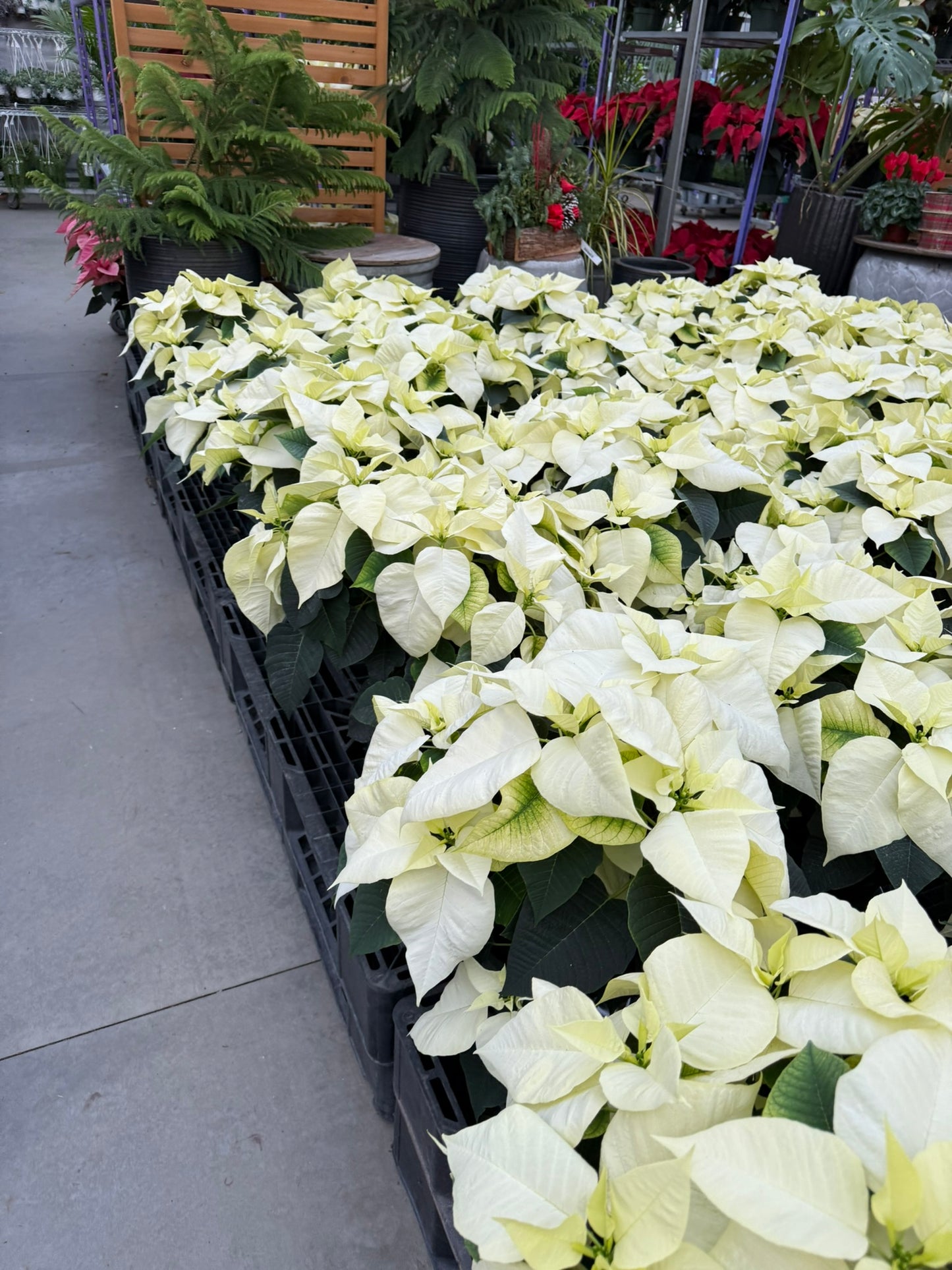 White Poinsettia  4" Pot (Pack of 4)