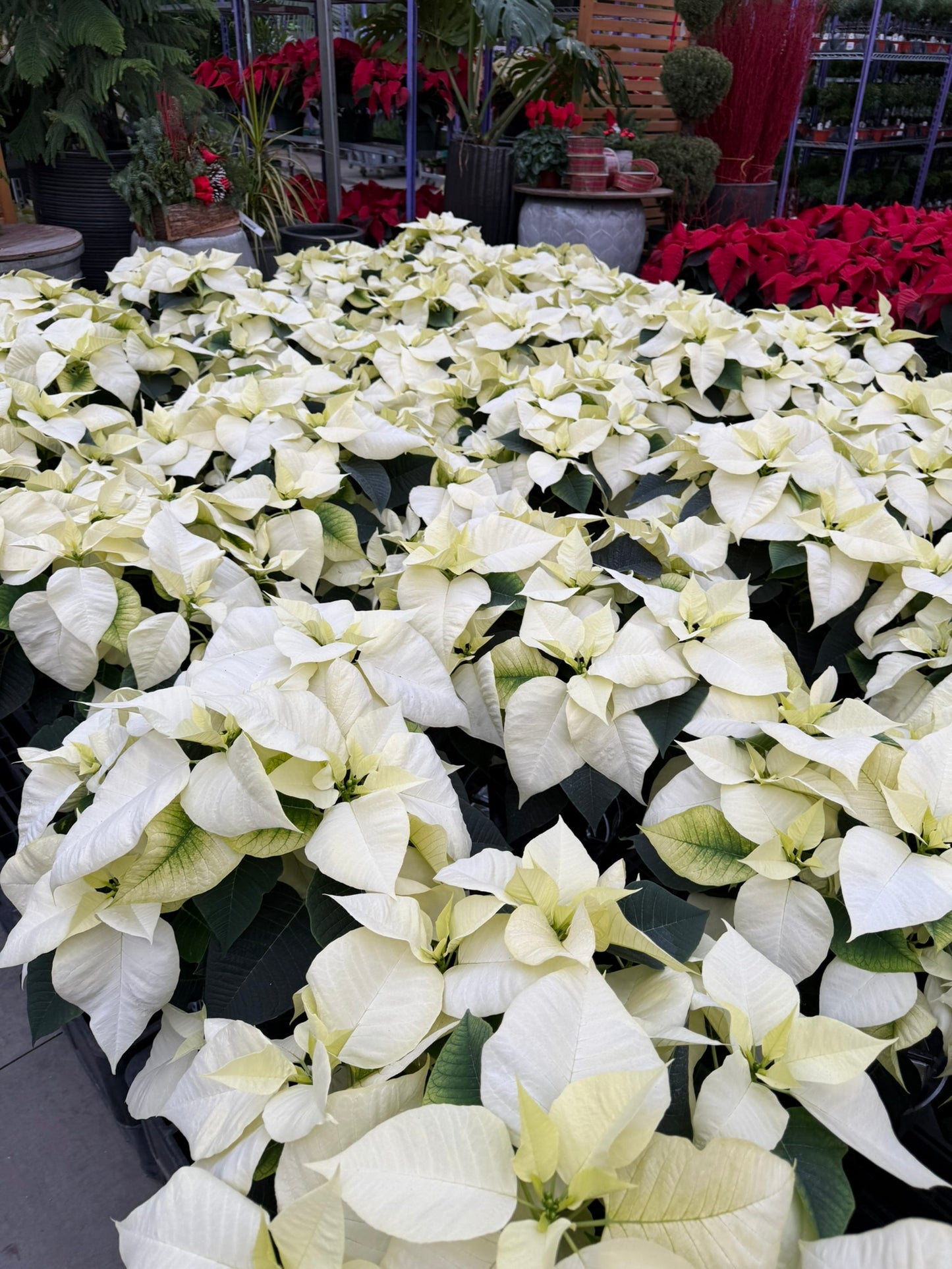 White Poinsettia  8" Pot (Pack of 4)