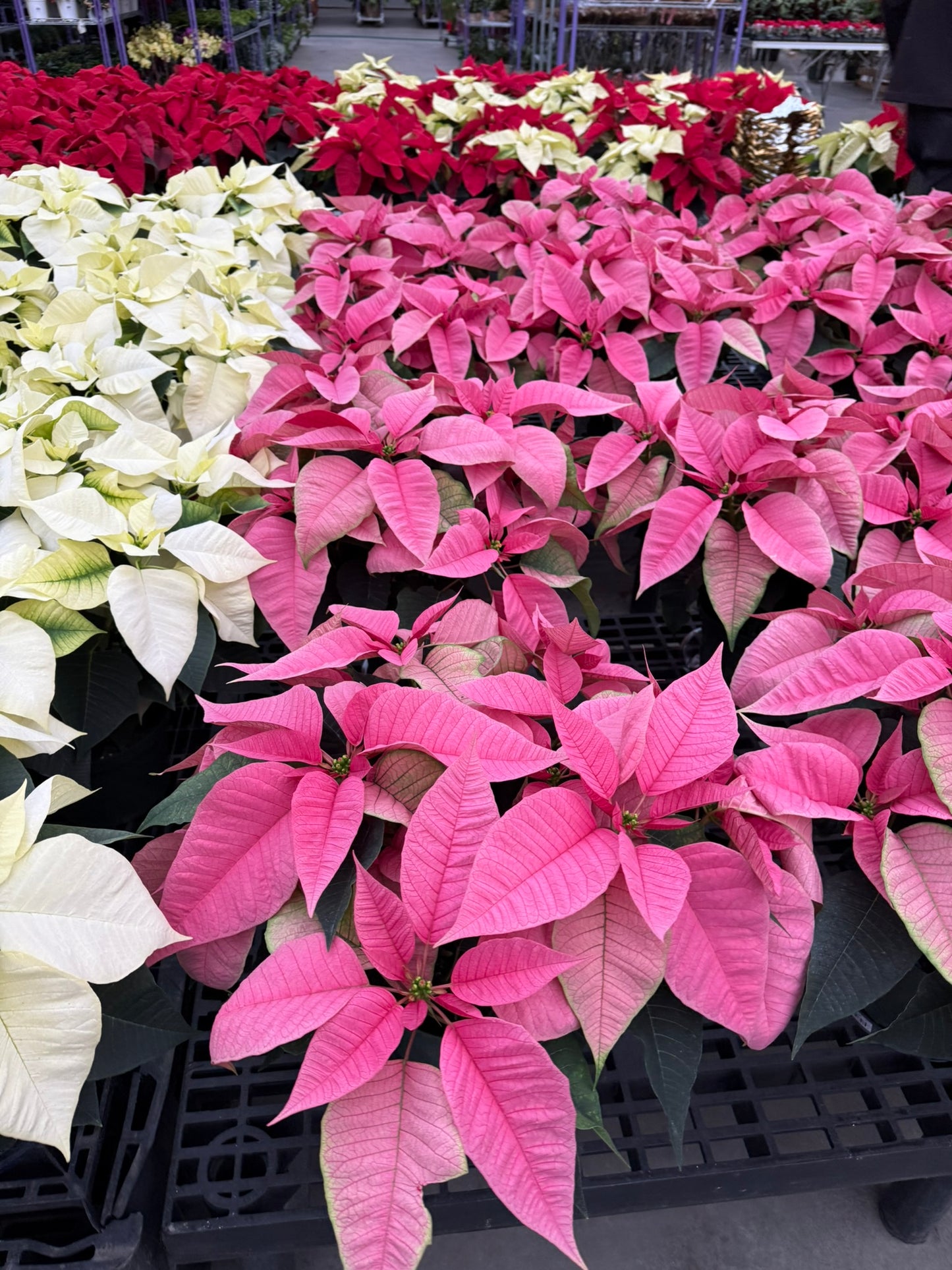 White Poinsettia  4" Pot (Pack of 4)
