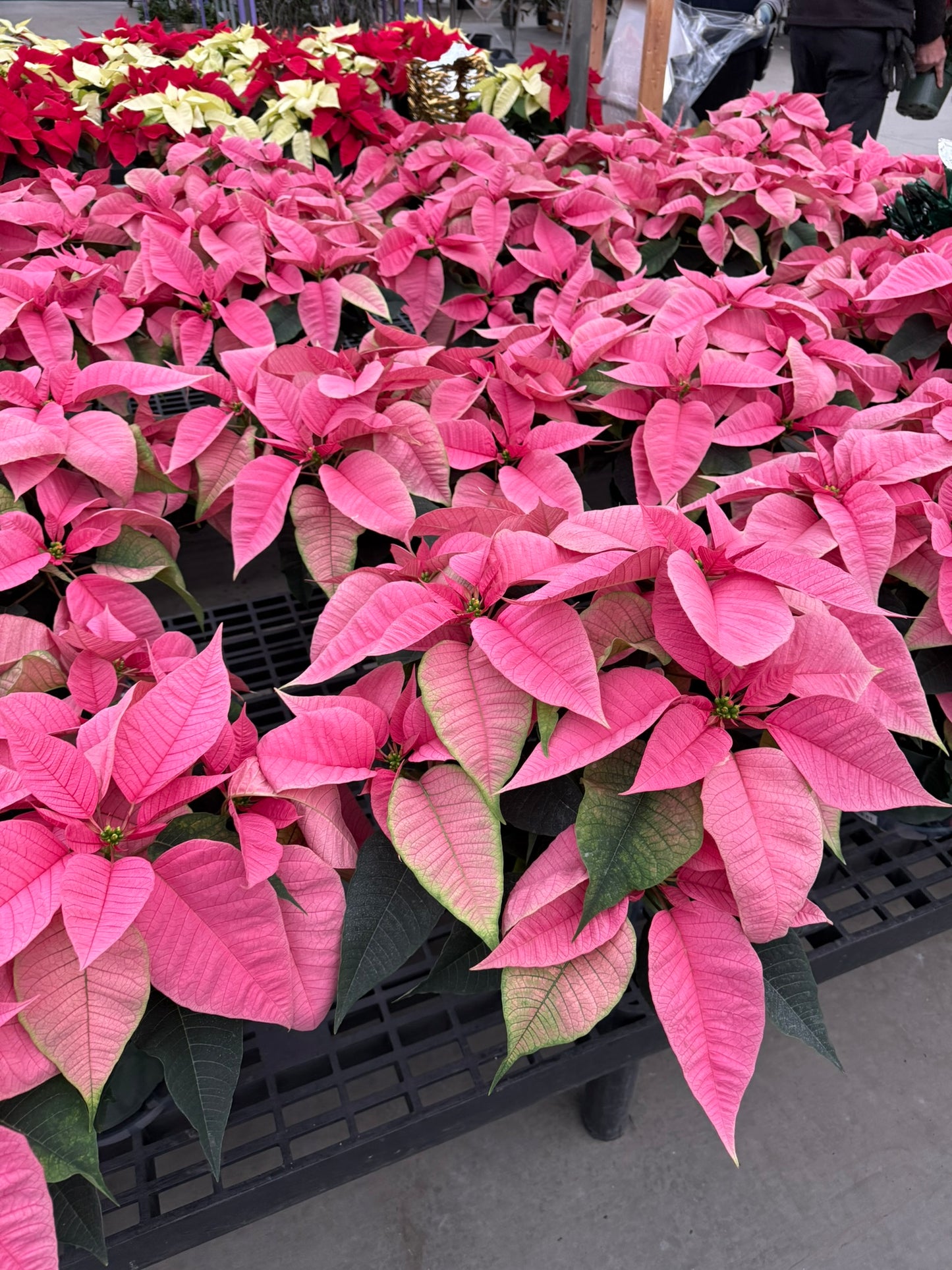 Pink Poinsettia  6" Pot (Pack of 4)