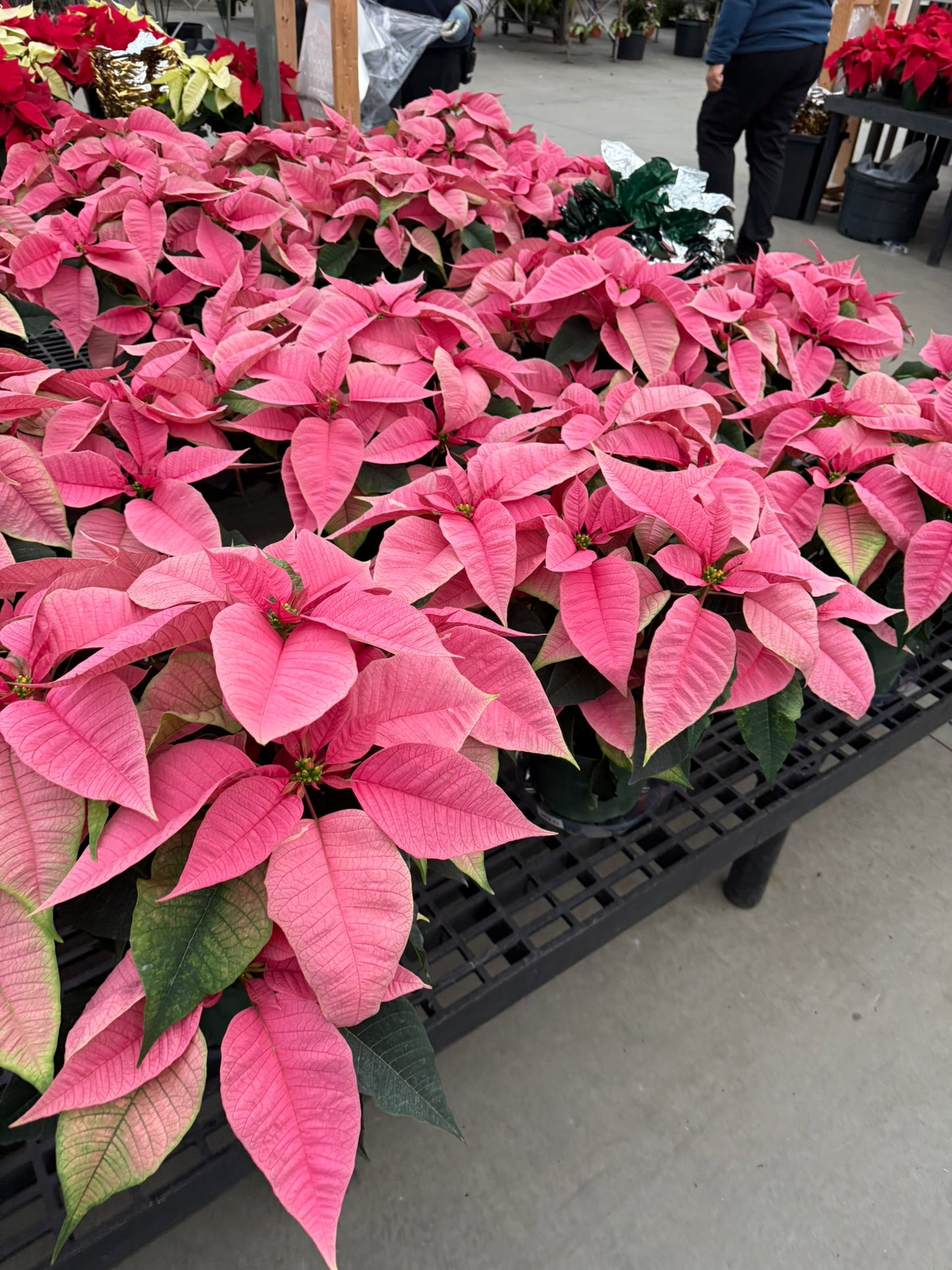 Pink Poinsettia  6" Pot (Pack of 4)