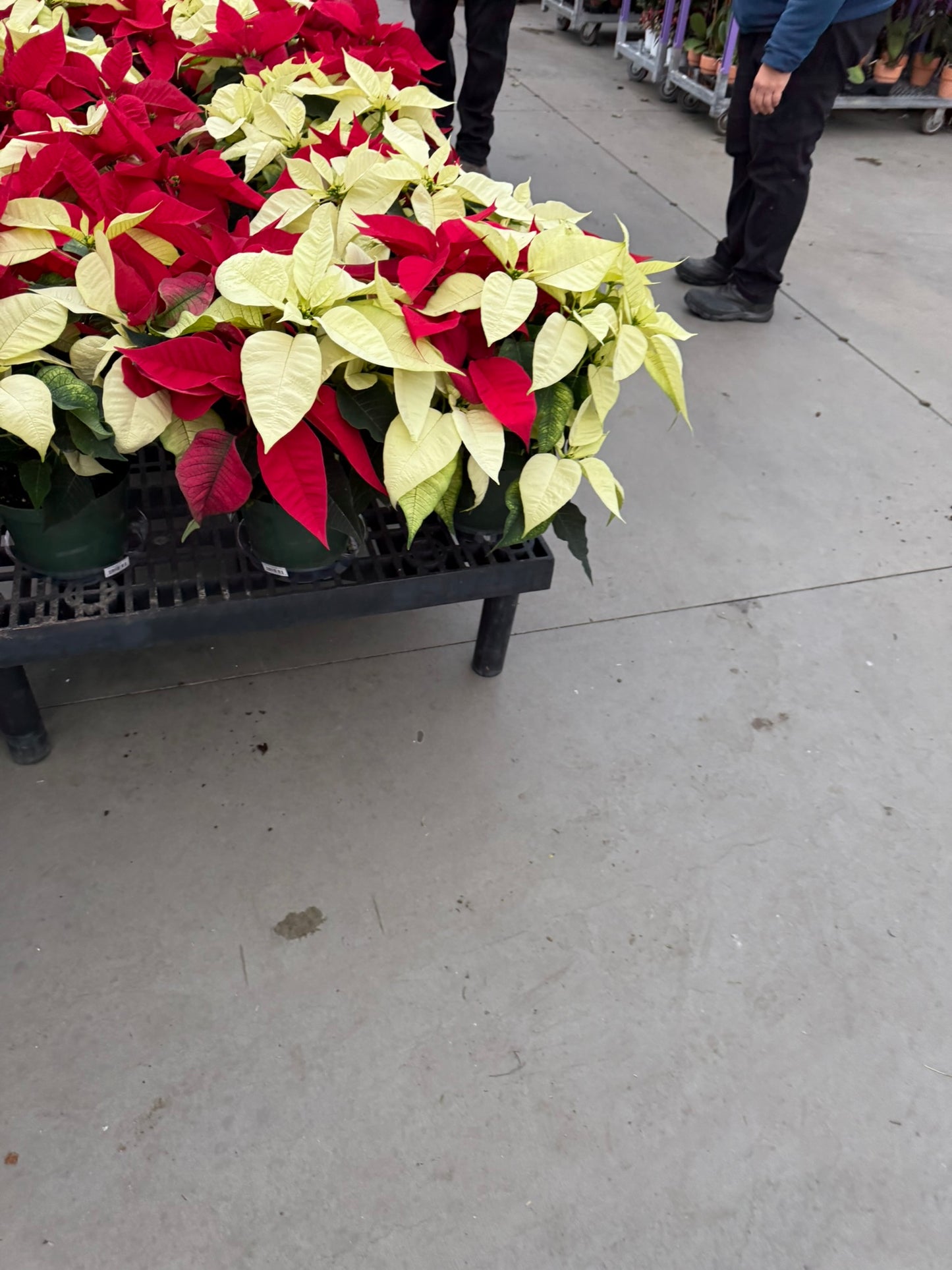 White Poinsettia  6" Pot (Pack of 4)