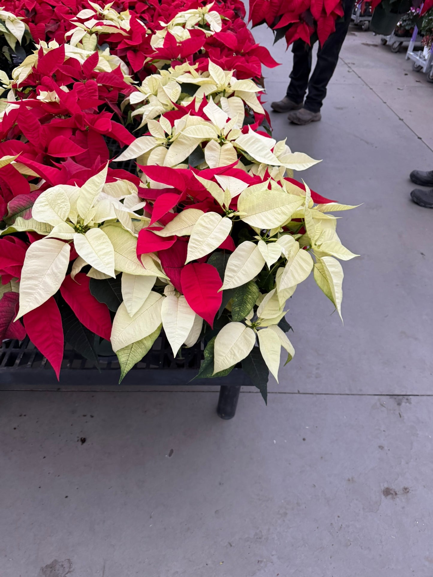 White Poinsettia  4" Pot (Pack of 4)