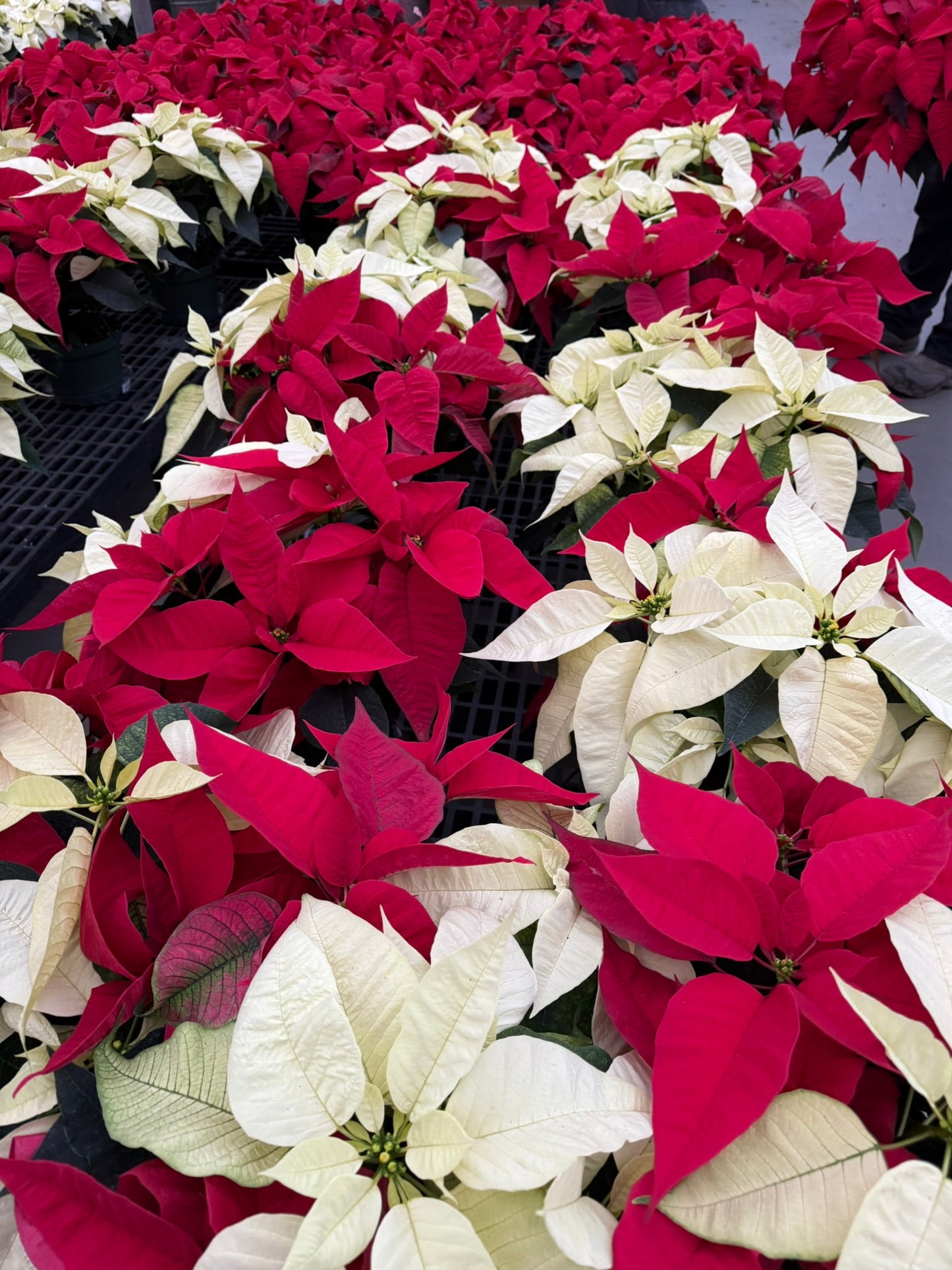 Red Poinsettia  10" Pot (Pack of 2)