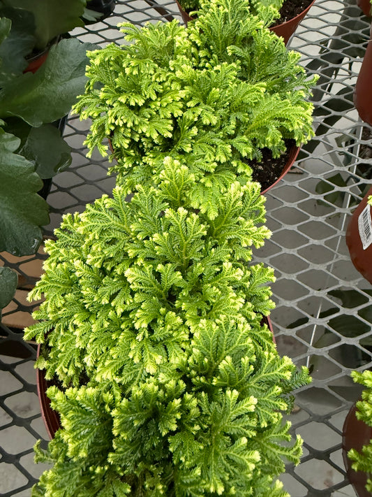 RedCrocus Frosty Fern Polystichum Munitum Shade Fern 2-3ft Evergreen Indoor Garden  4" Pot (Pack of 2)