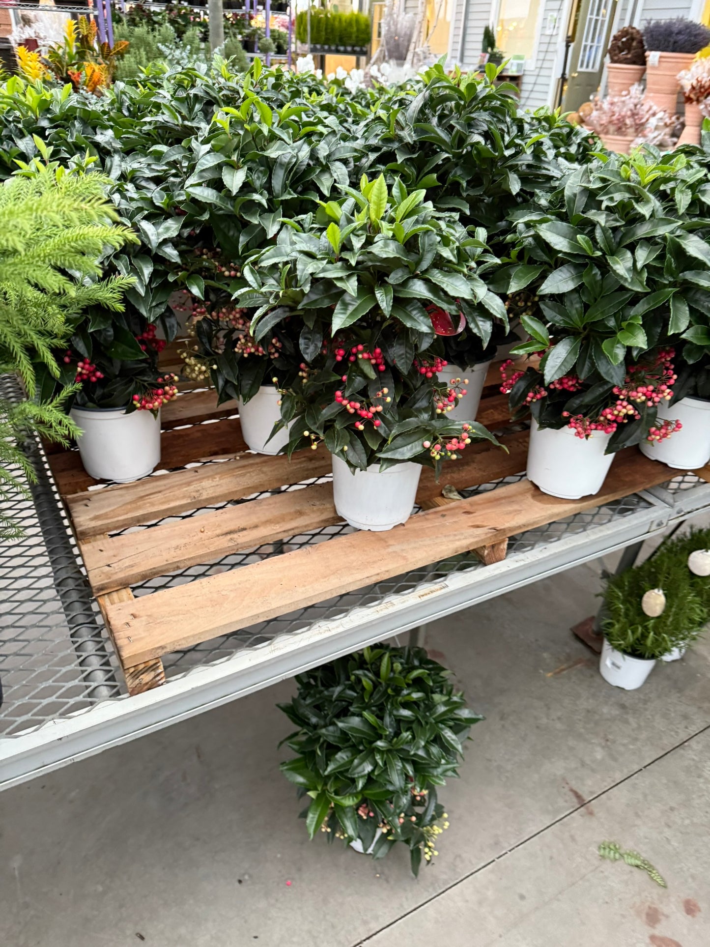 Plant, Ardisia, Assorted 6" Pot (Each)