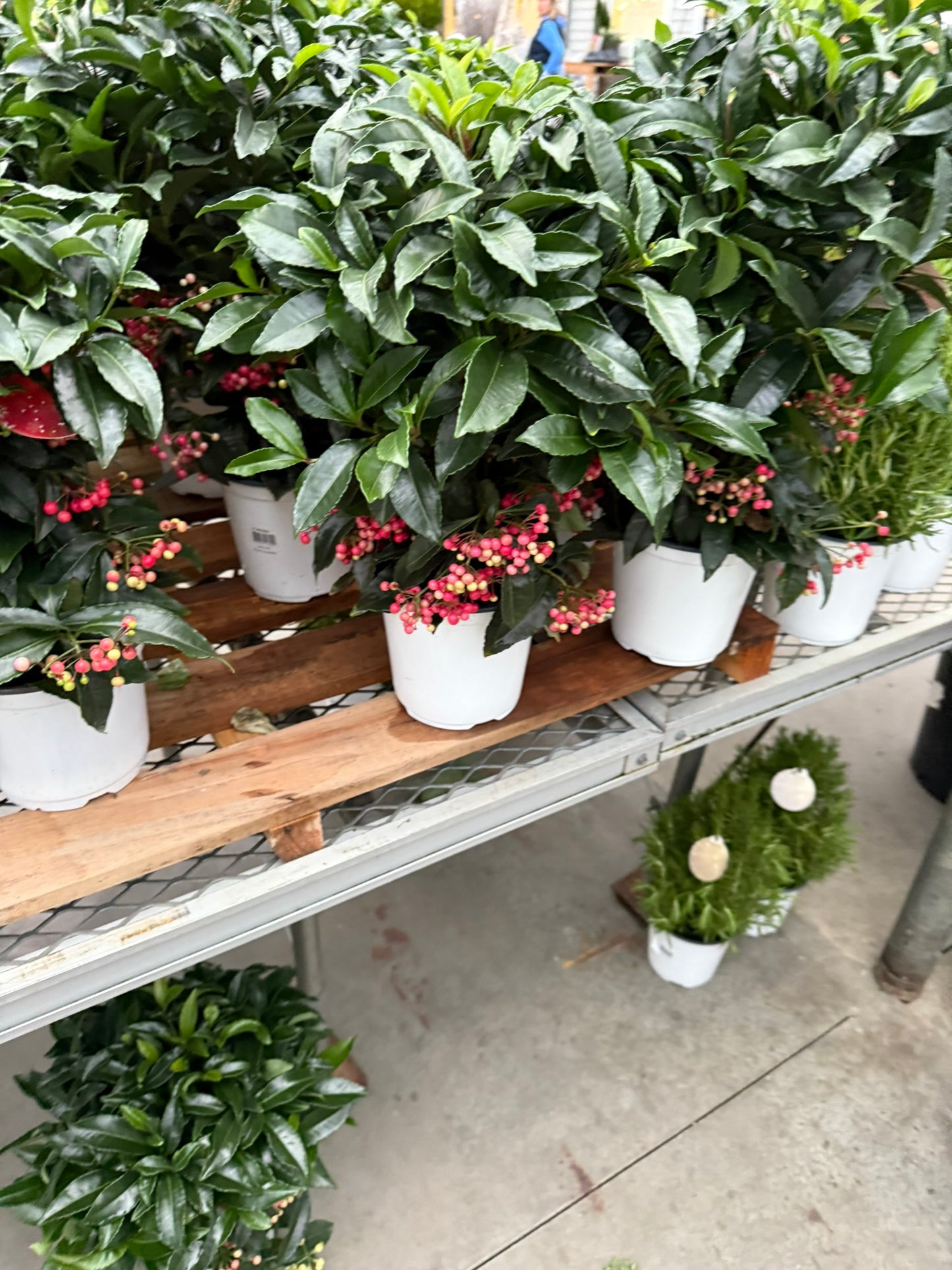 Plant, Ardisia, Assorted 6" Pot (Each)