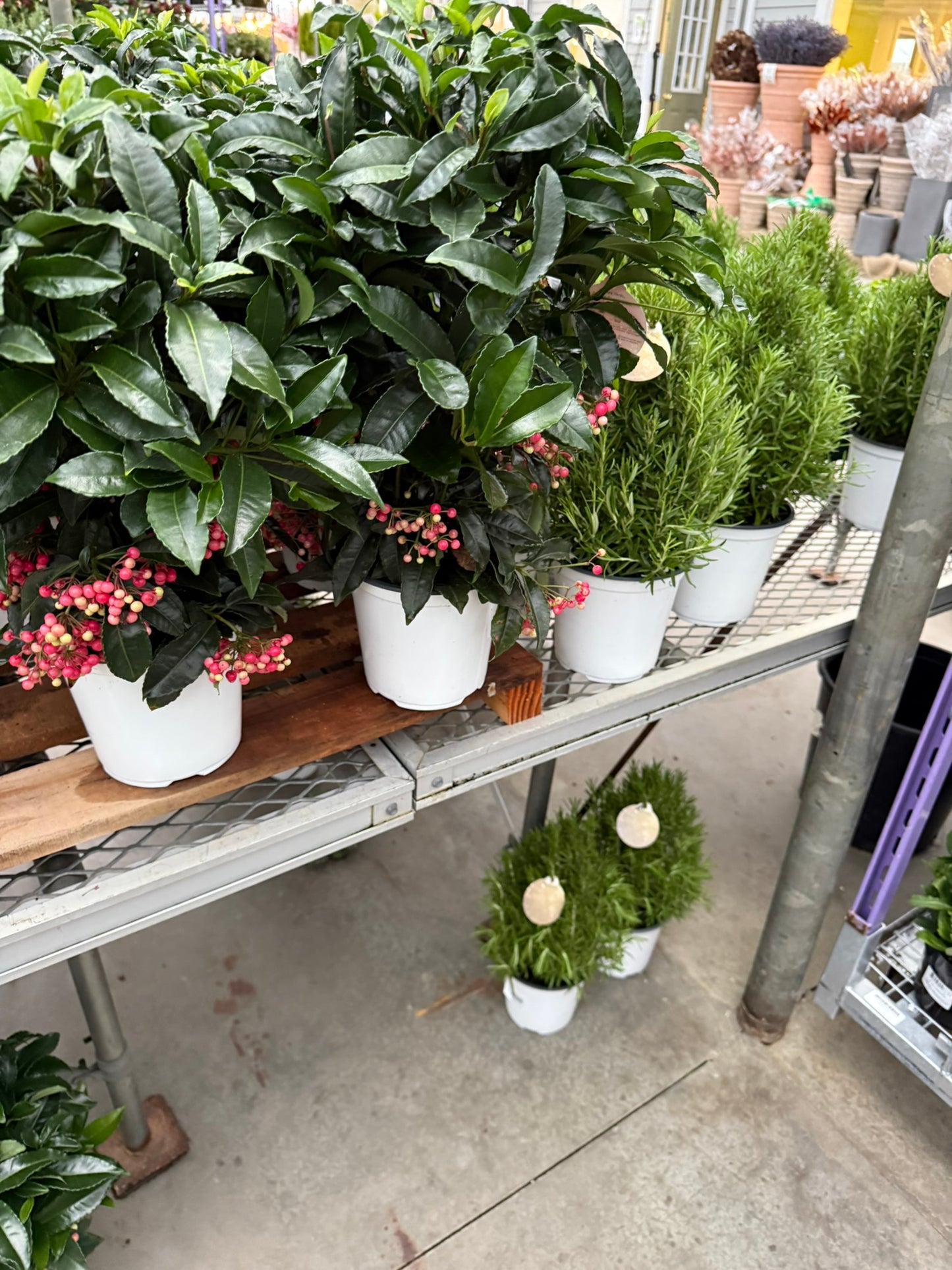 Plant, Ardisia, Assorted 6" Pot (Each)