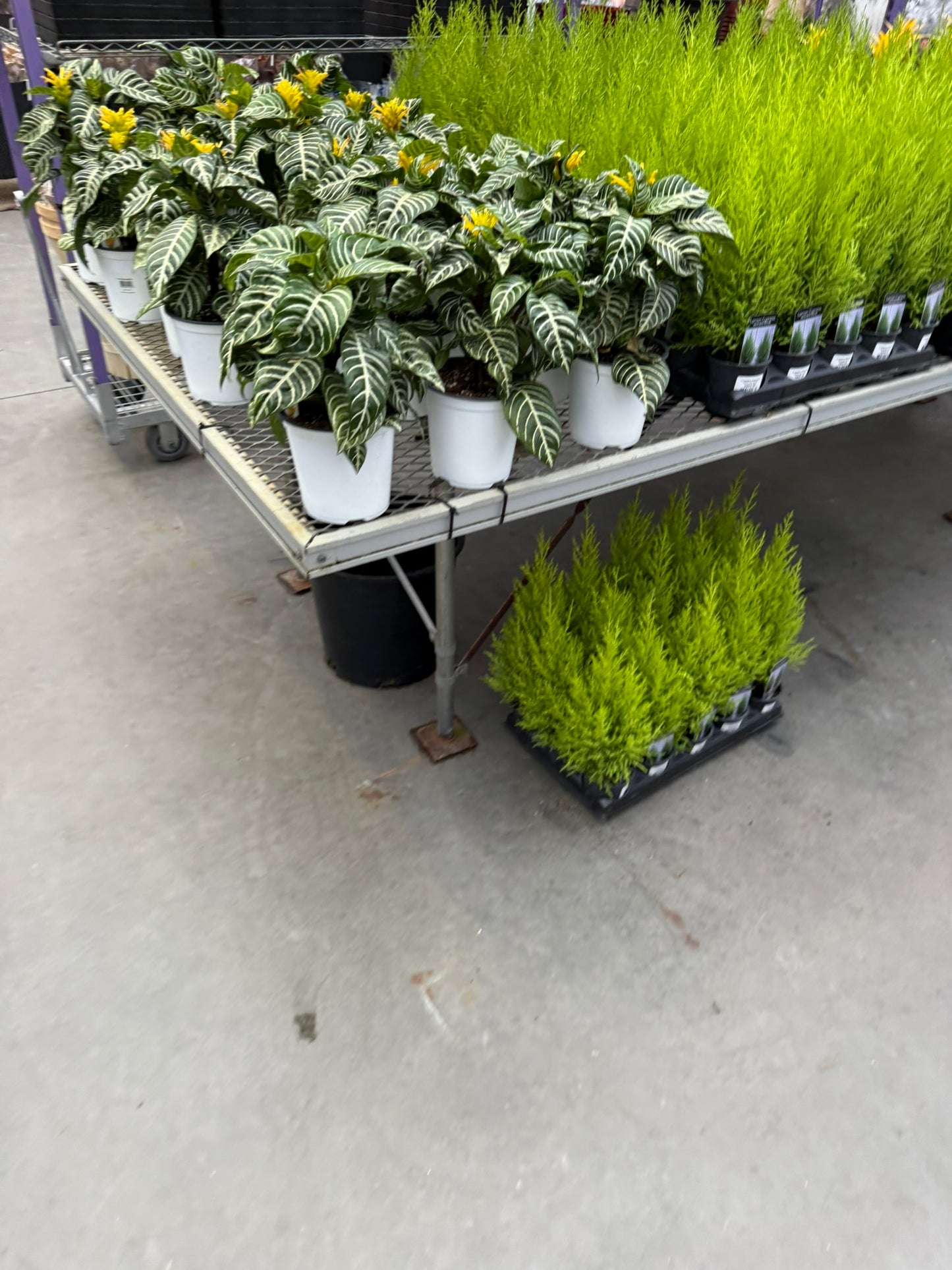 Aphelandra squarrosa 'Dania' - bring lush, festive greenery to your seasonal decor - 6" Pot (Each)