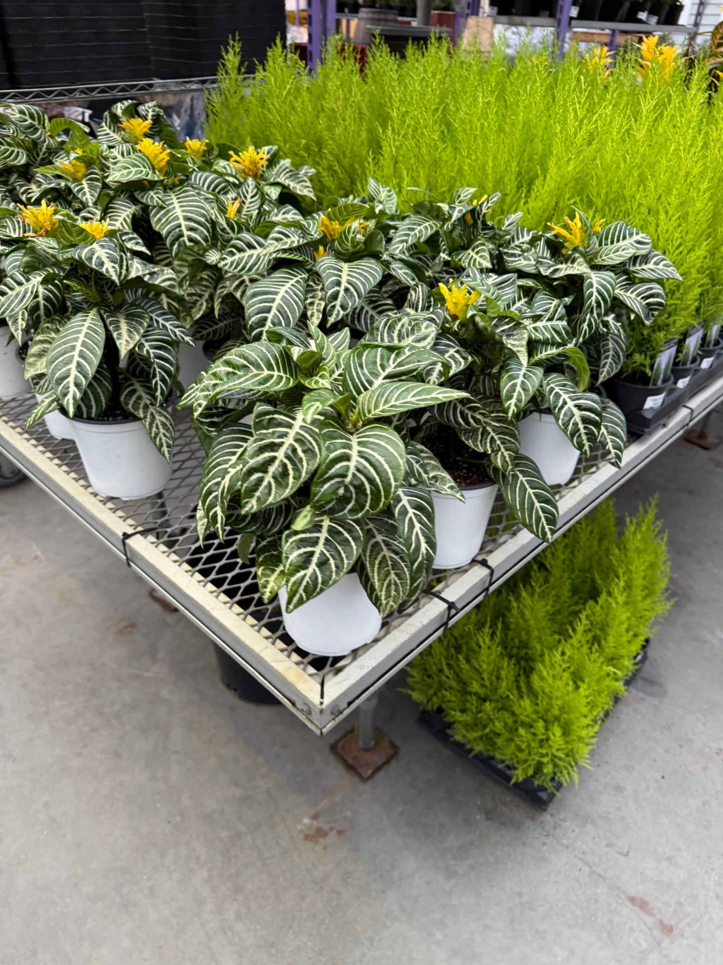 Aphelandra squarrosa 'Dania' - bring lush, festive greenery to your seasonal decor - 6" Pot (Each)