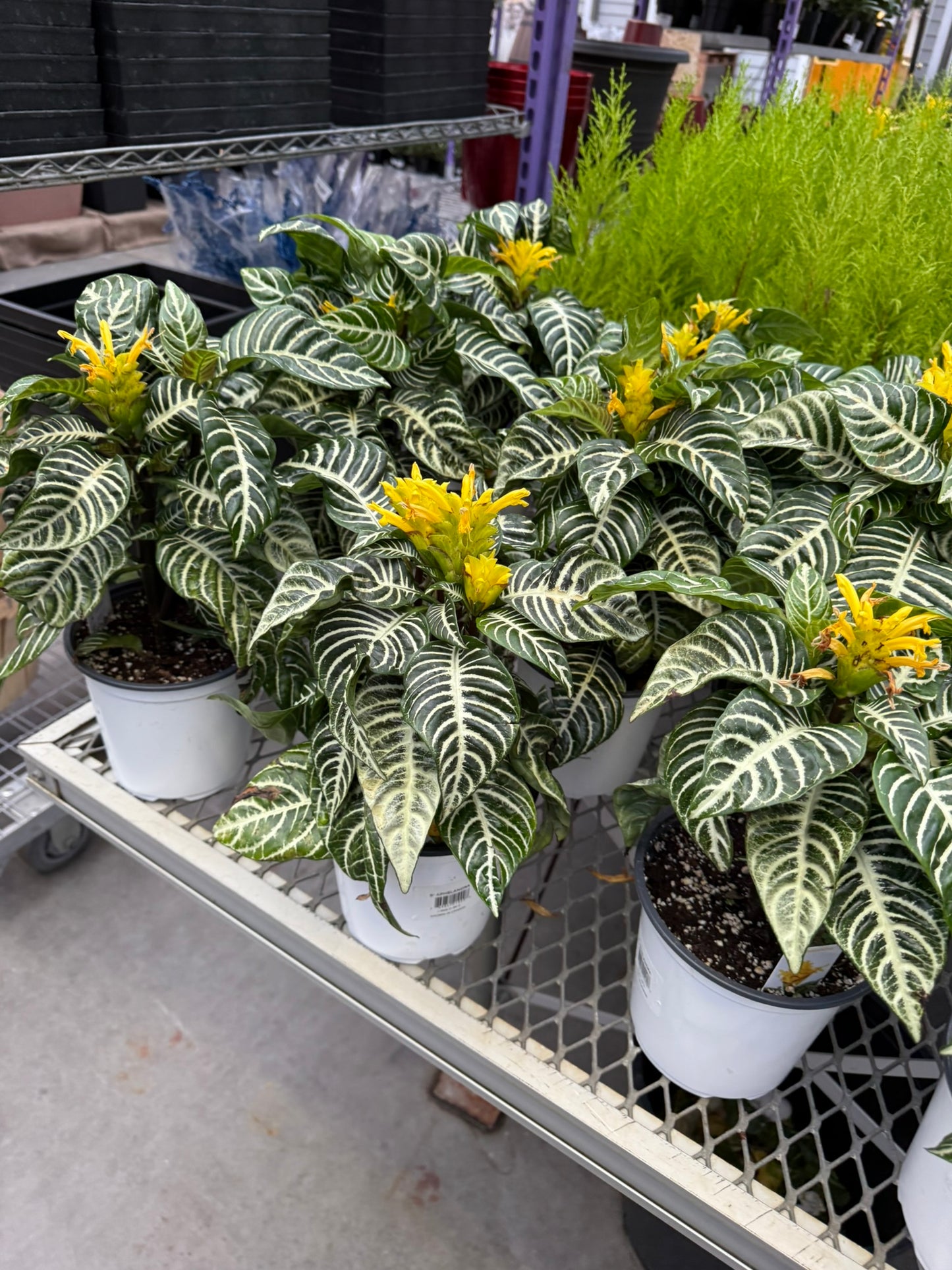 Aphelandra squarrosa 'Dania' - bring lush, festive greenery to your seasonal decor - 6" Pot (Each)