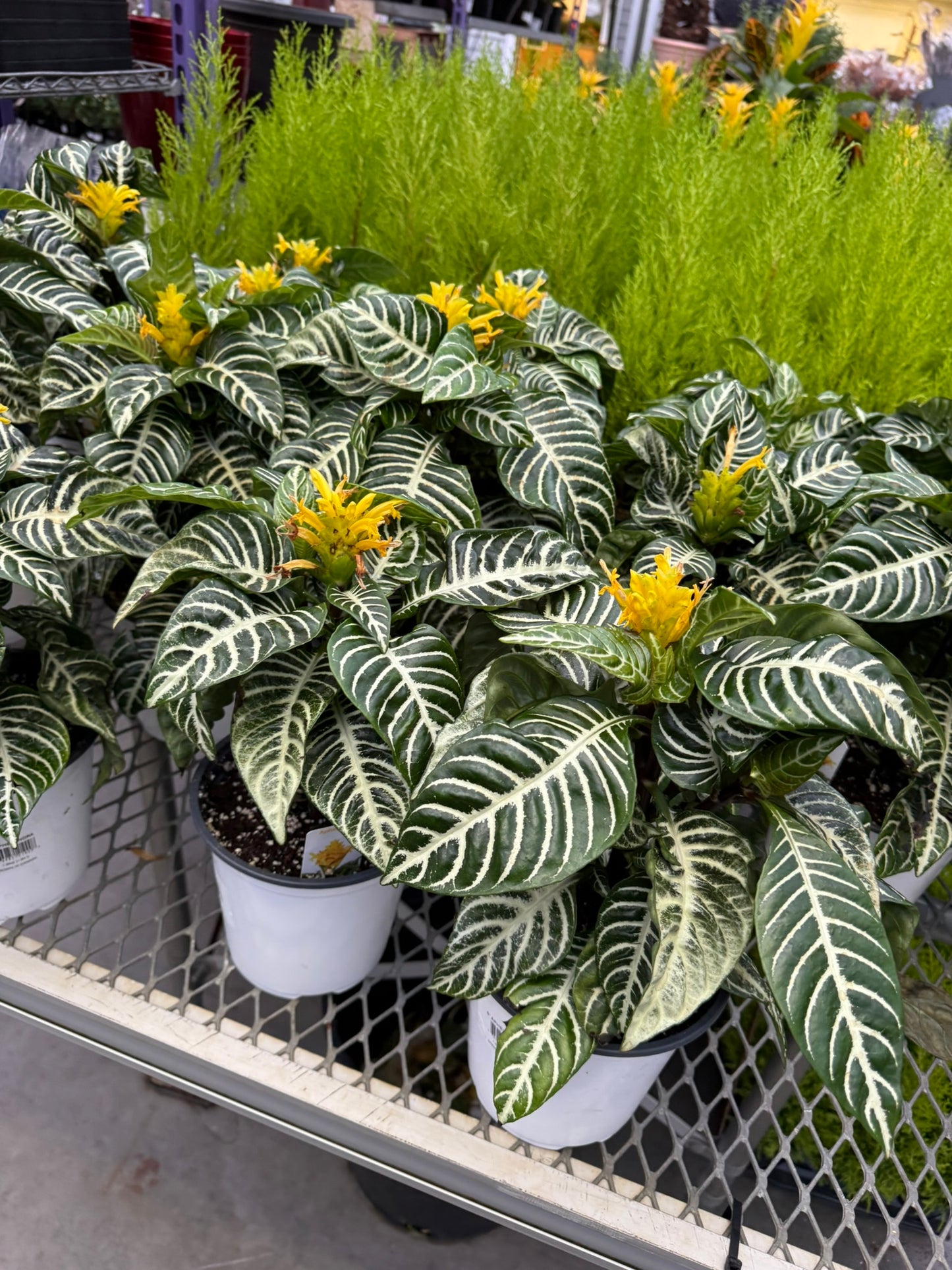 Aphelandra squarrosa 'Dania' - bring lush, festive greenery to your seasonal decor - 6" Pot (Each)
