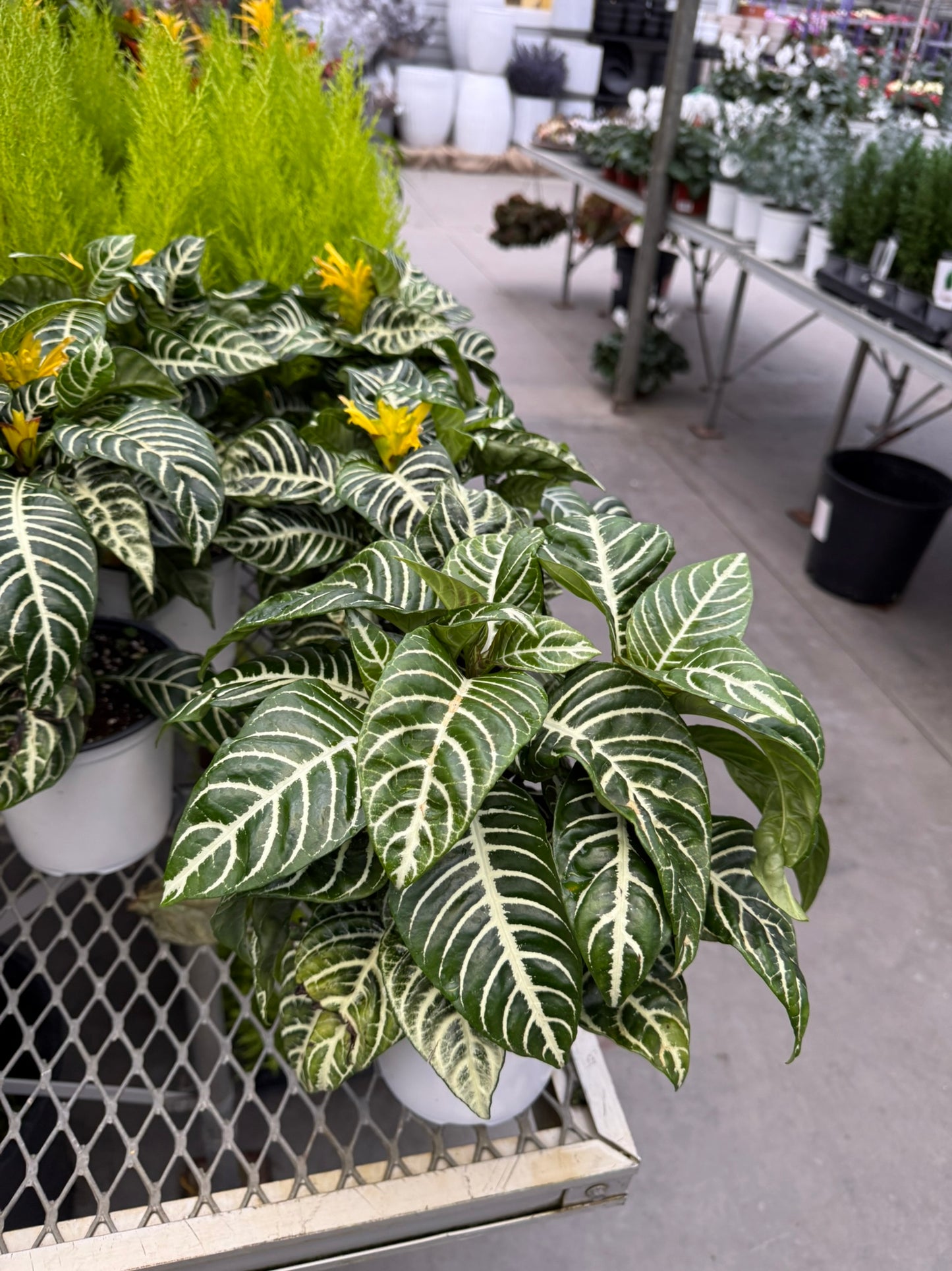 Aphelandra squarrosa 'Dania' - bring lush, festive greenery to your seasonal decor - 6" Pot (Each)