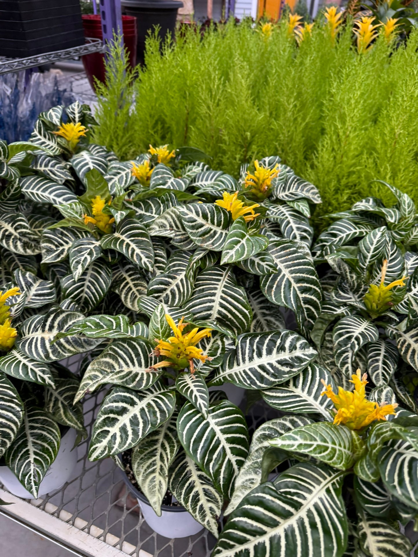Aphelandra squarrosa 'Dania' - bring lush, festive greenery to your seasonal decor - 6" Pot (Each)