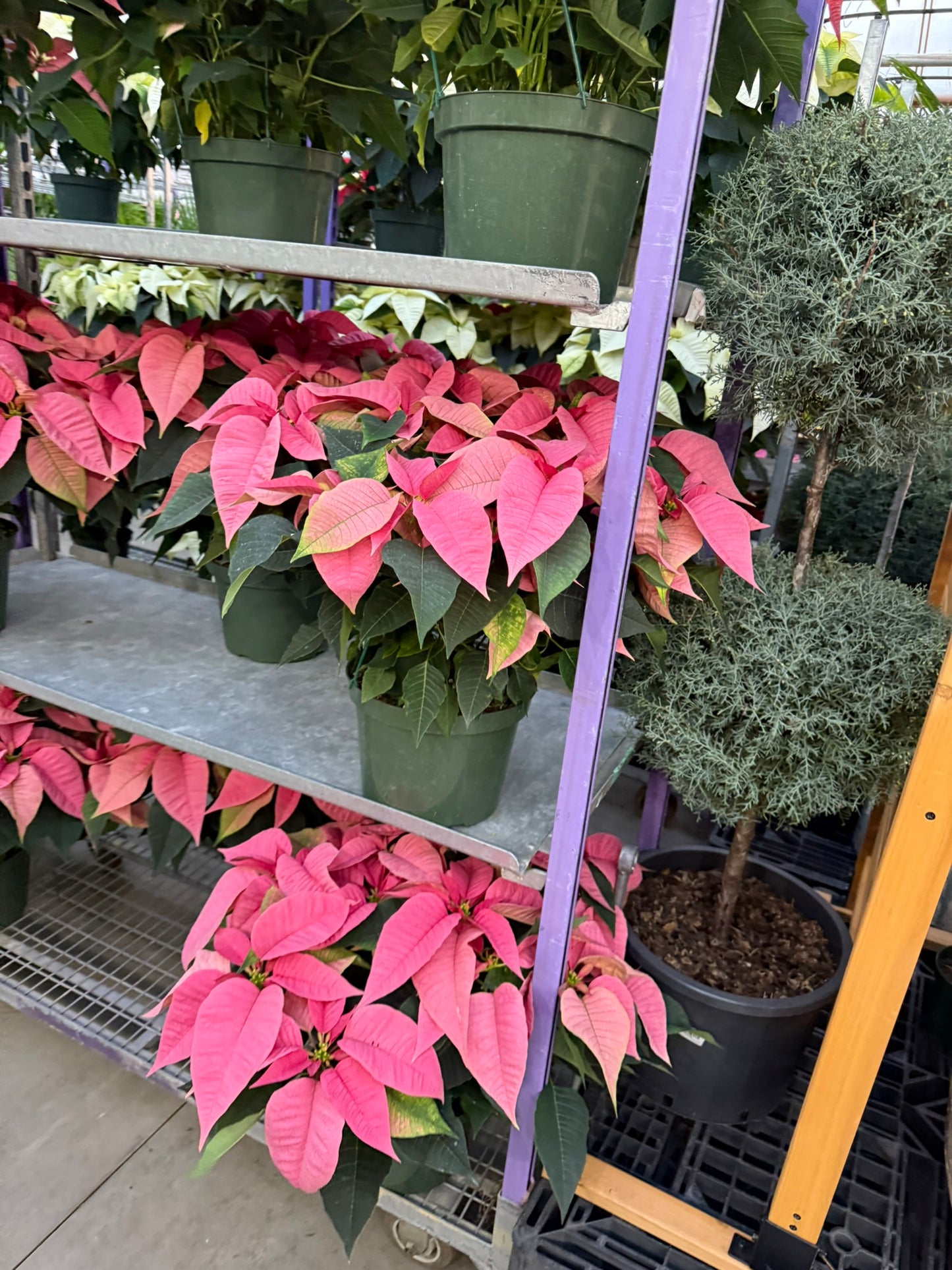 Pink Poinsettia  6" Pot (Pack of 4)