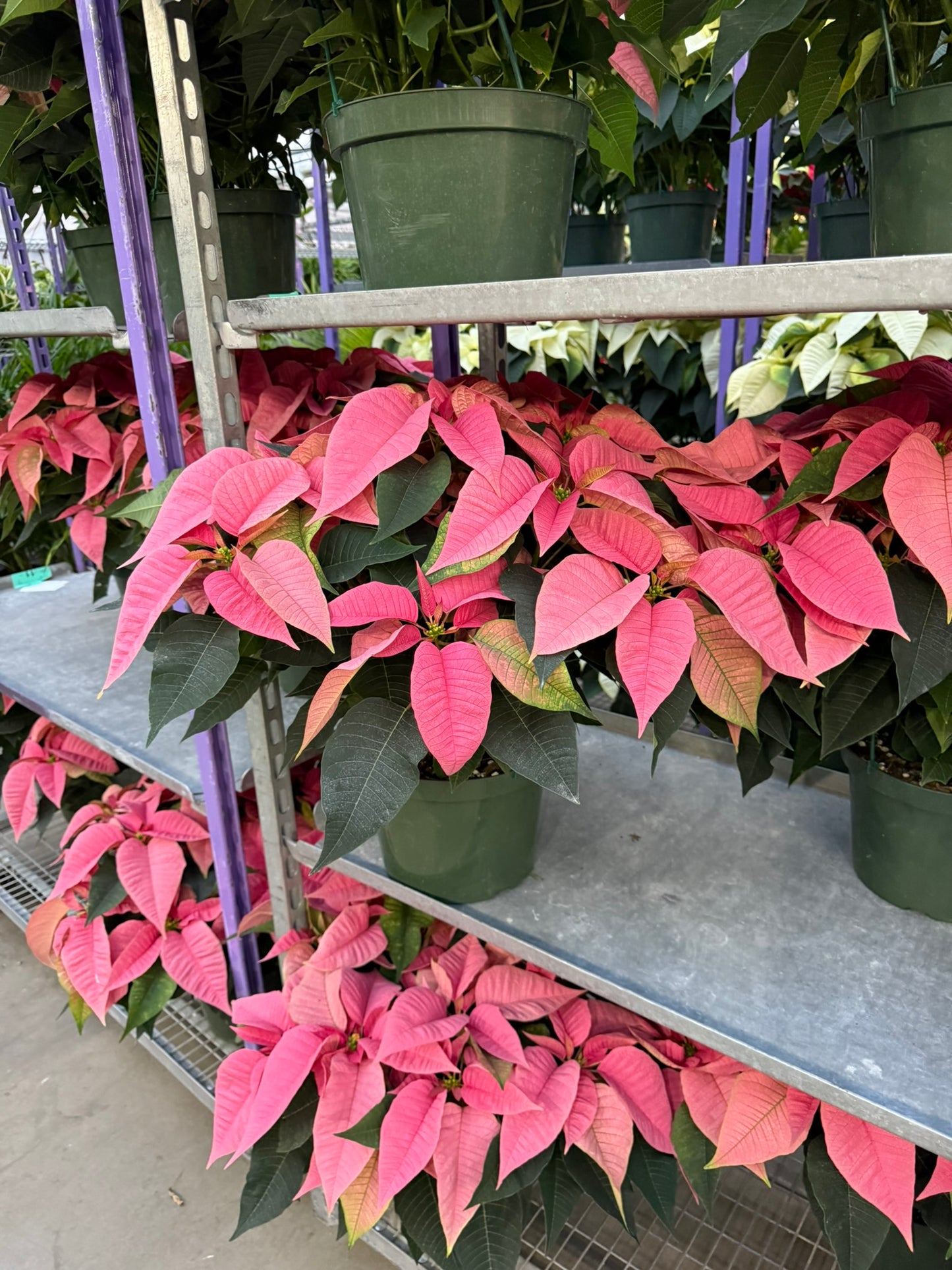 Pink Poinsettia  6" Pot (Pack of 4)
