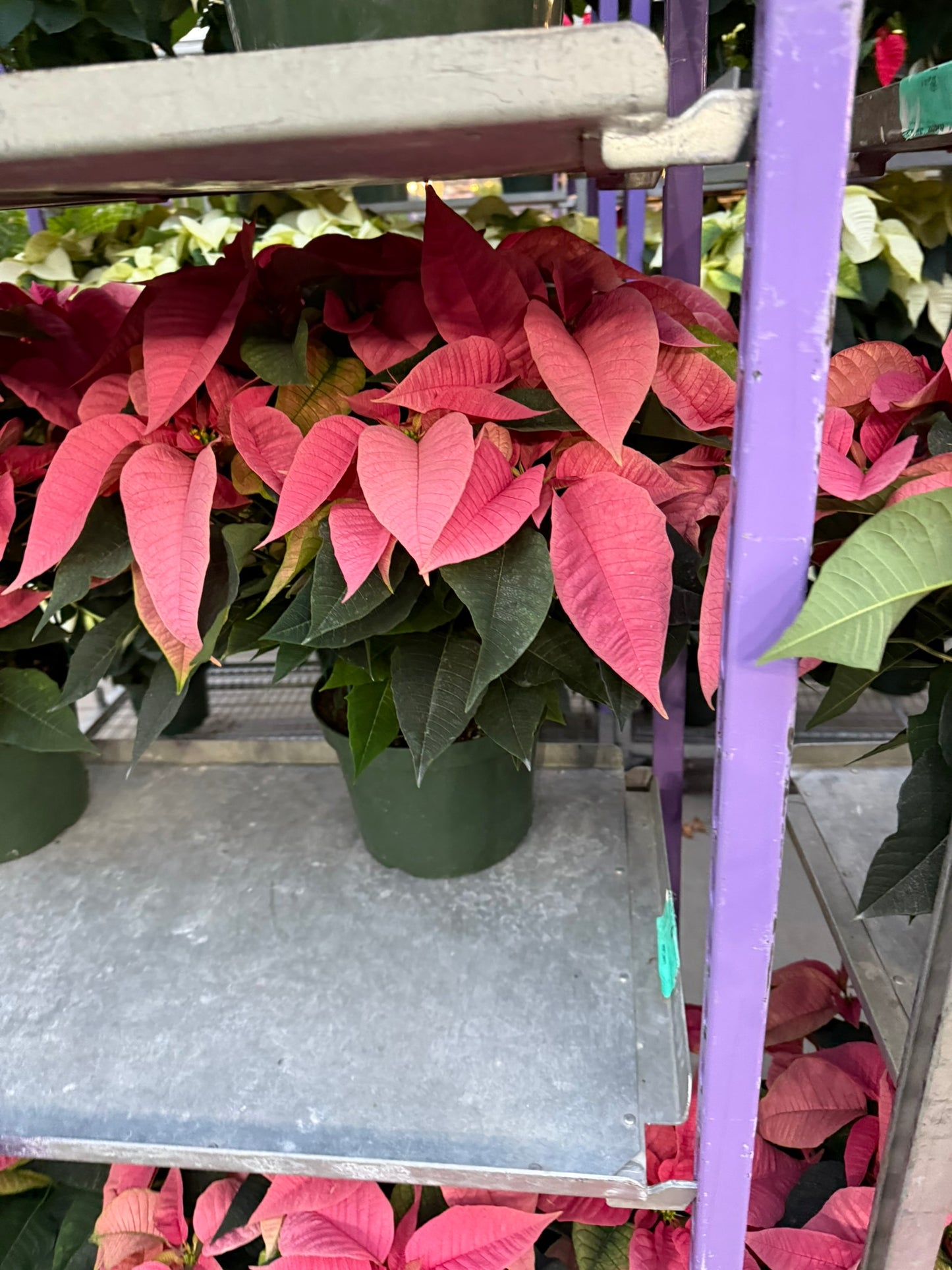 Pink Poinsettia  6" Pot (Pack of 4)