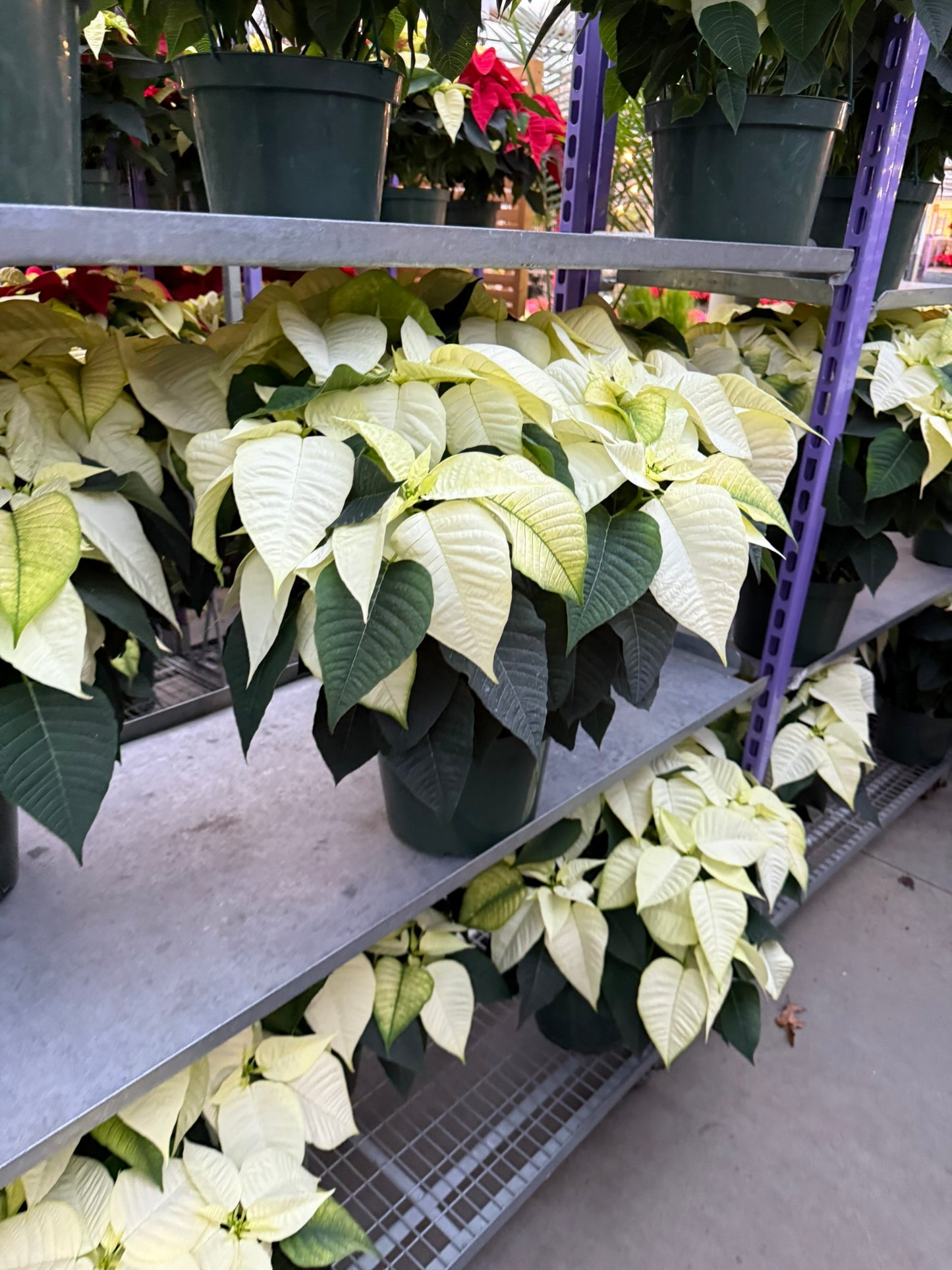White Poinsettia  4" Pot (Pack of 4)