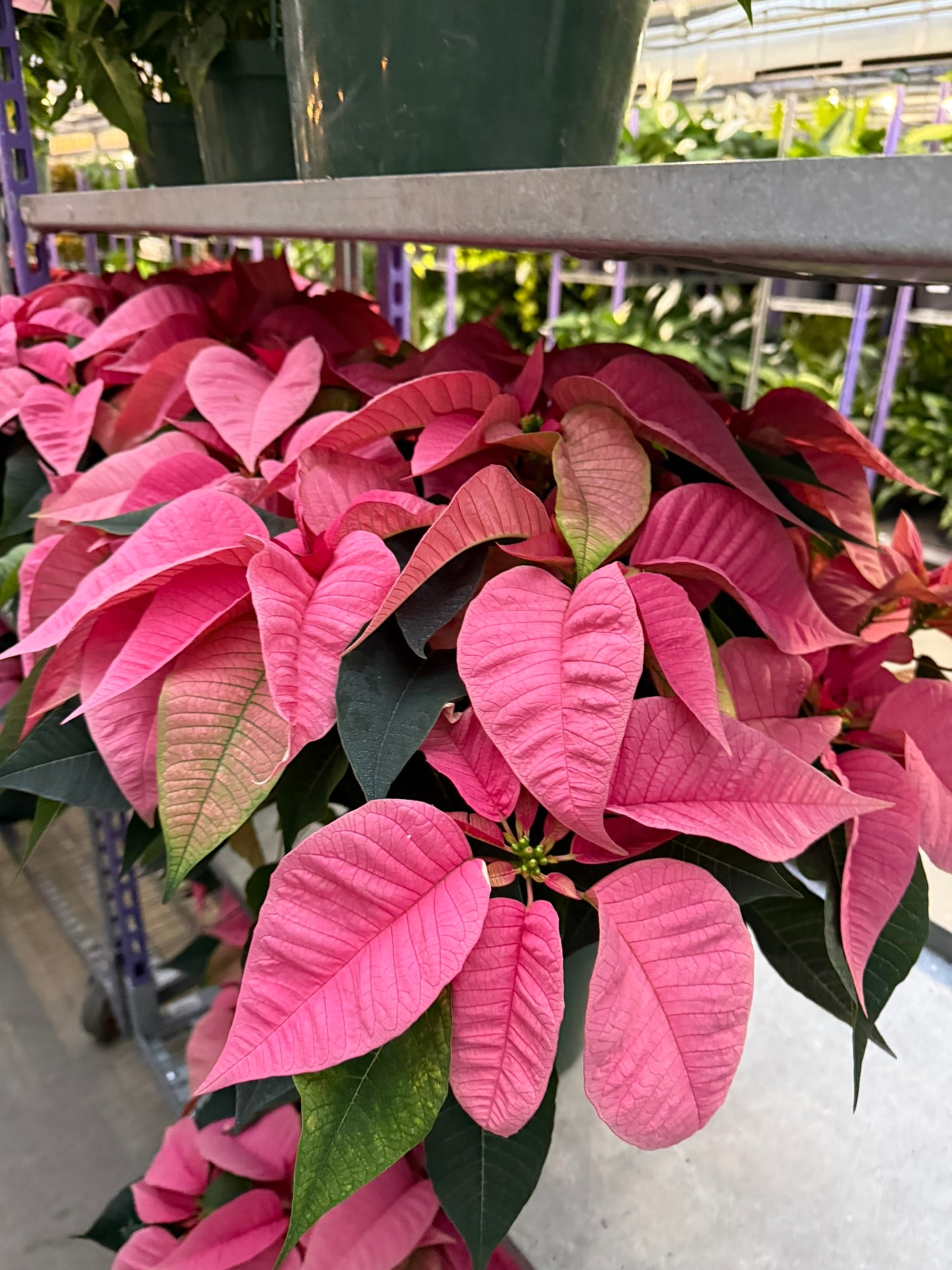 Pink Poinsettia  6" Pot (Pack of 4)