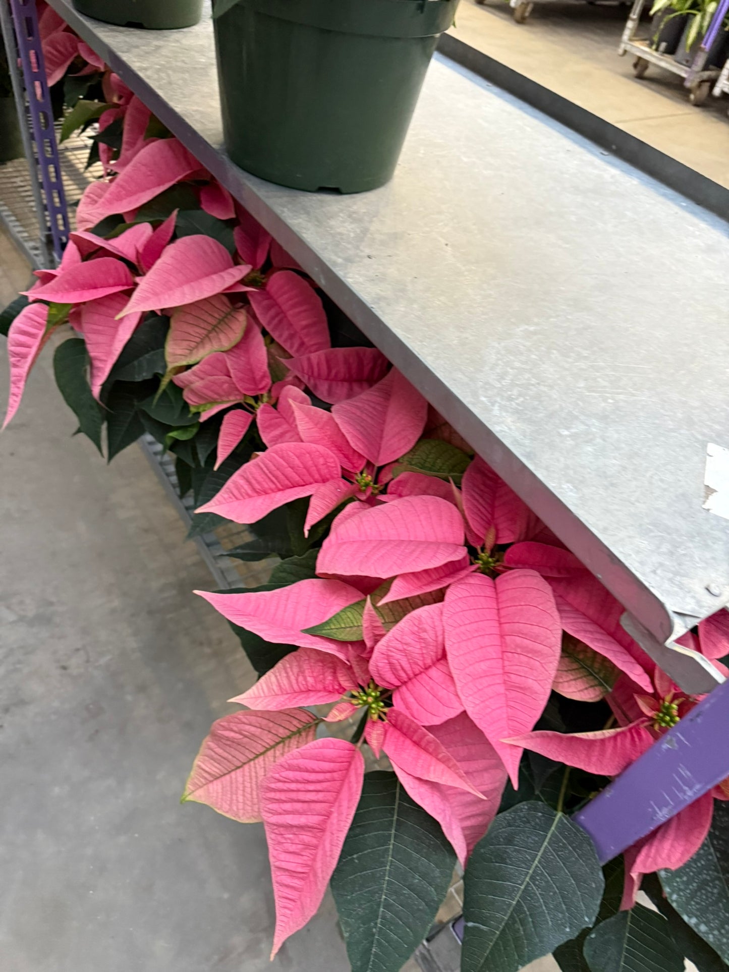 Pink Poinsettia  6" Pot (Pack of 4)