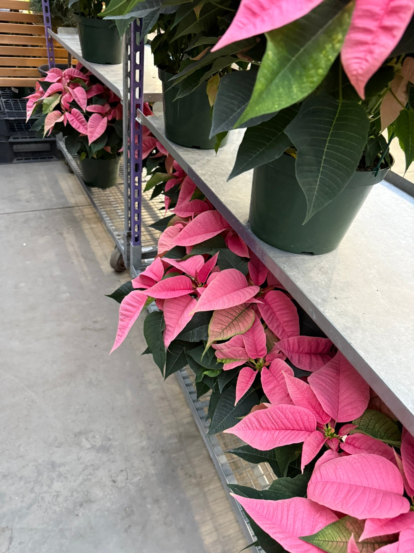 Pink Poinsettia  6" Pot (Pack of 4)