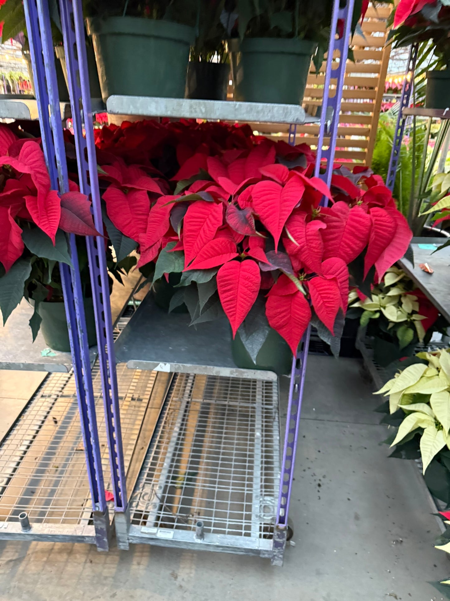 Red Poinsettia  10" Pot (Pack of 2)