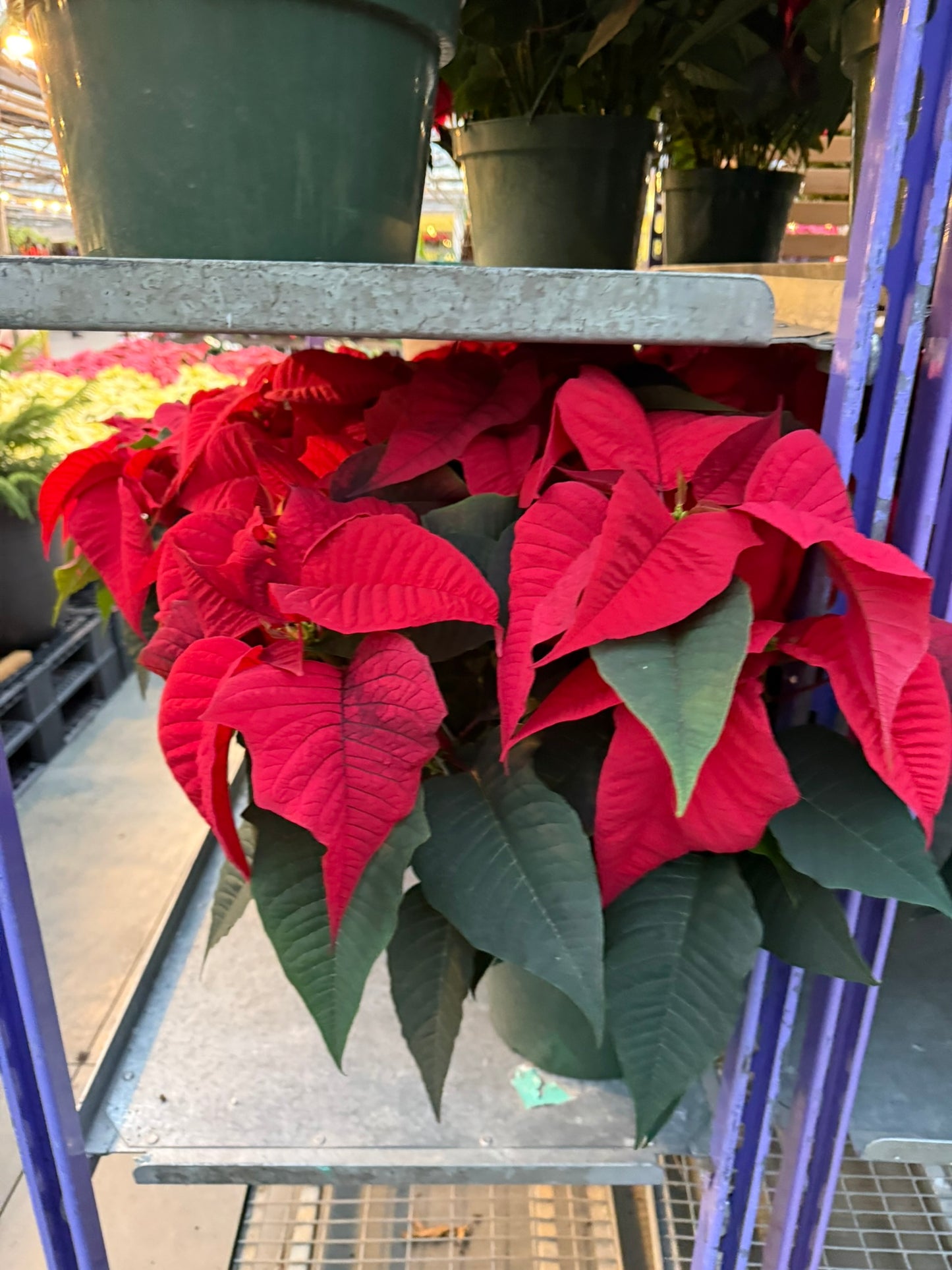 Red Poinsettia  8" Pot (Pack of 4)