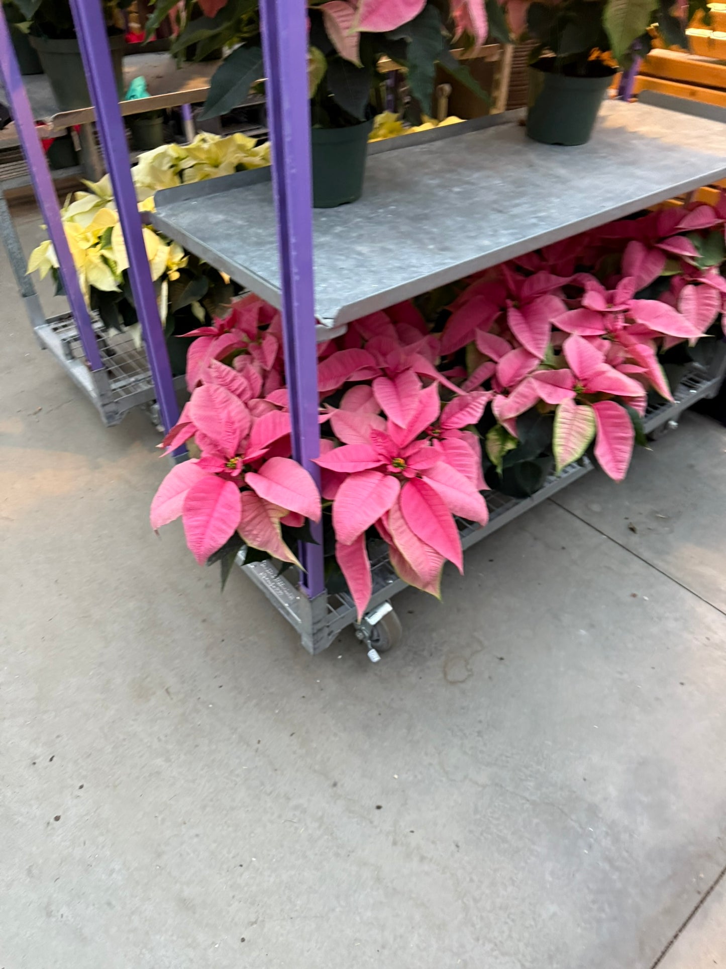 Pink Poinsettia  6" Pot (Pack of 4)