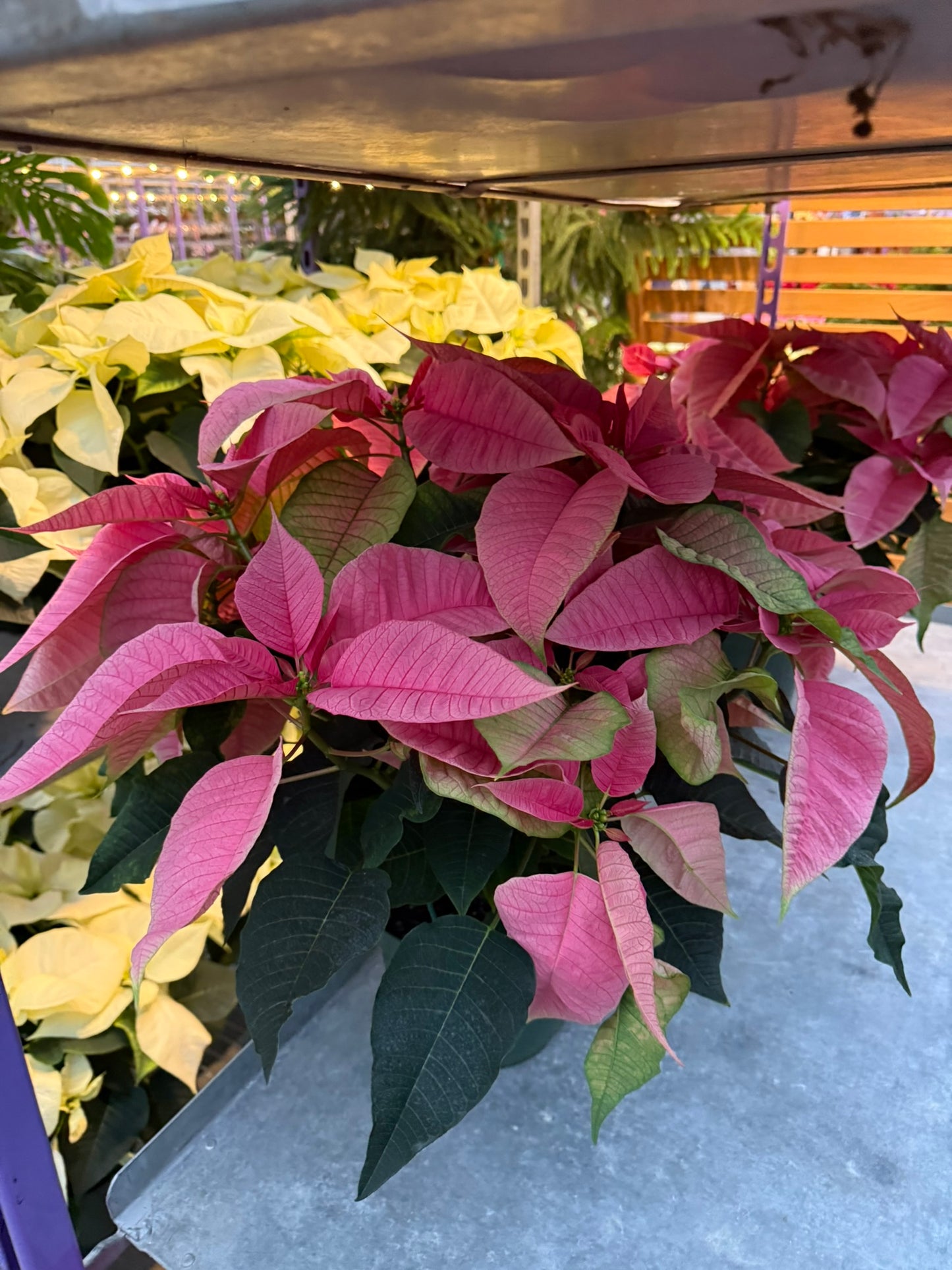 Pink Poinsettia  6" Pot (Pack of 4)