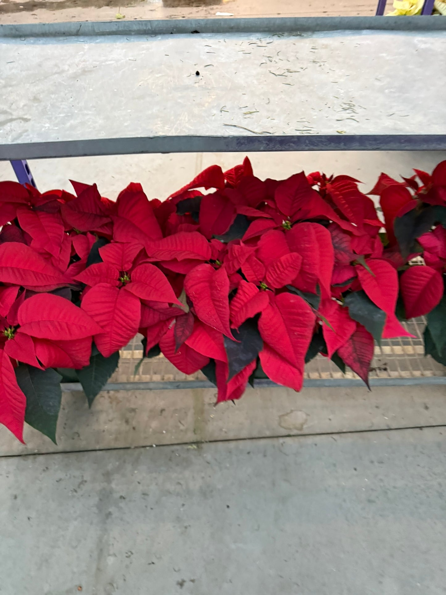 Red Poinsettia  8" Pot (Pack of 4)