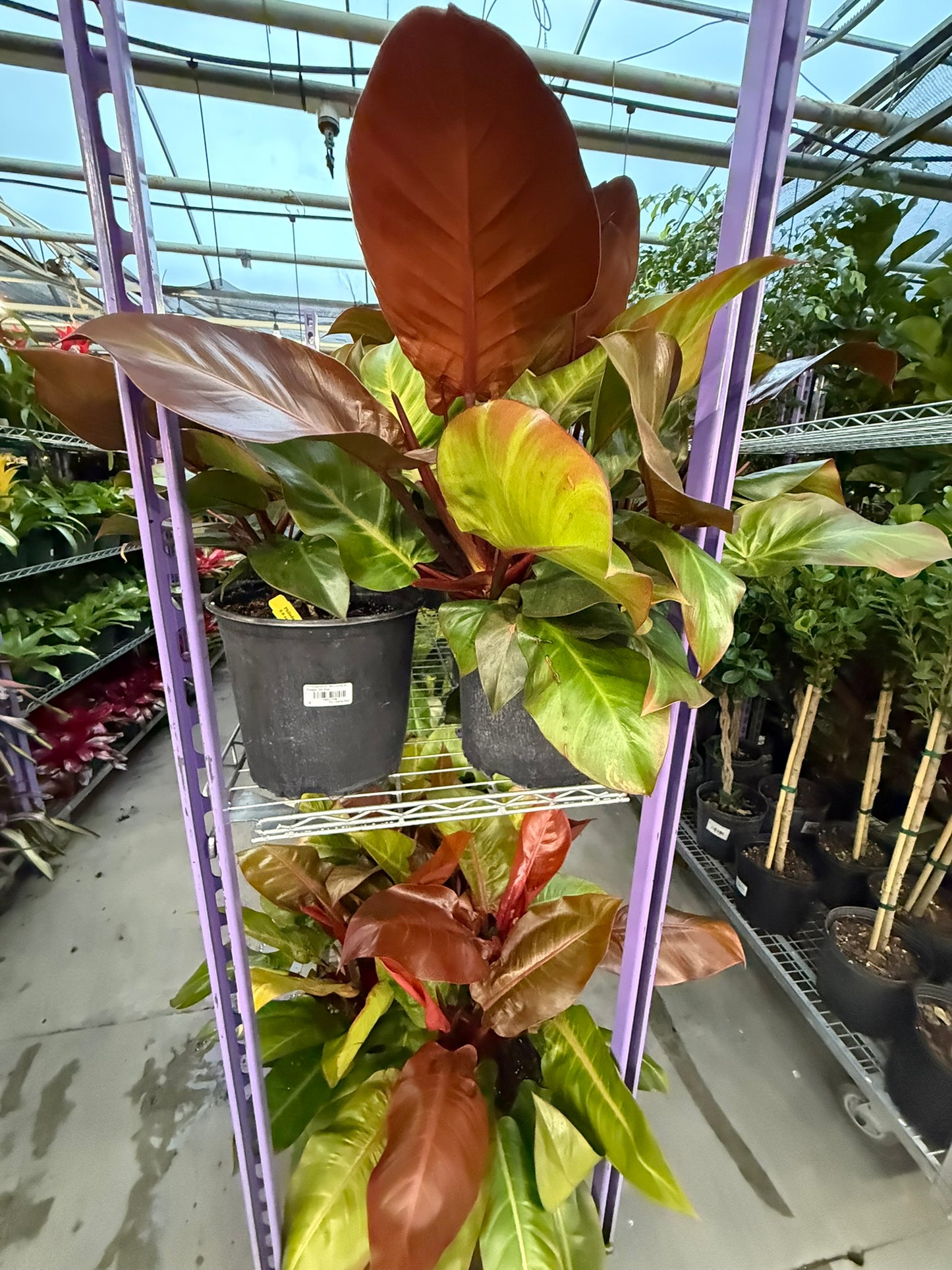 Philodendron Large Plant Bundle