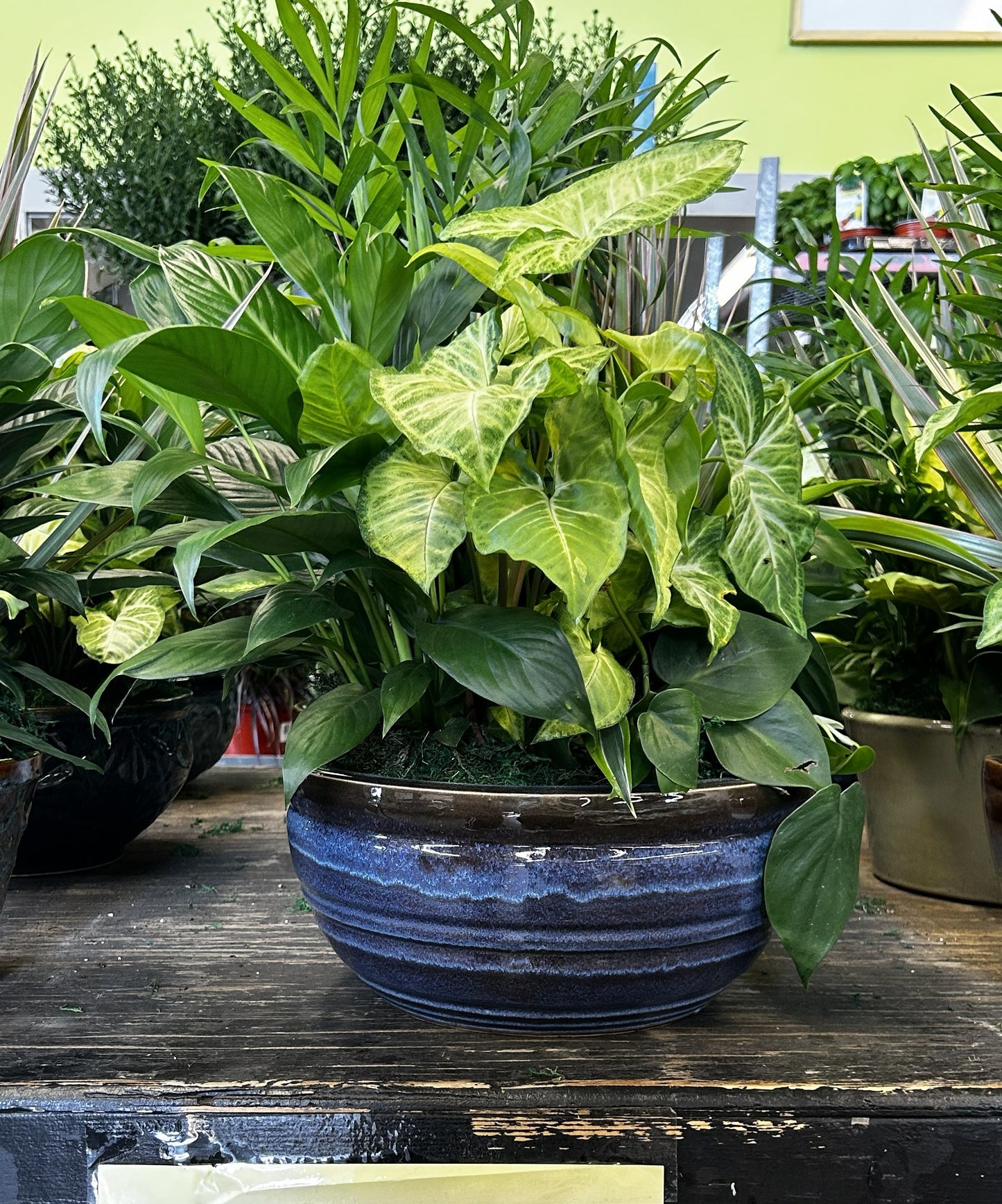 Tranquility Bowl - Assorted Indoor Live Tropical Mix 10" Pot