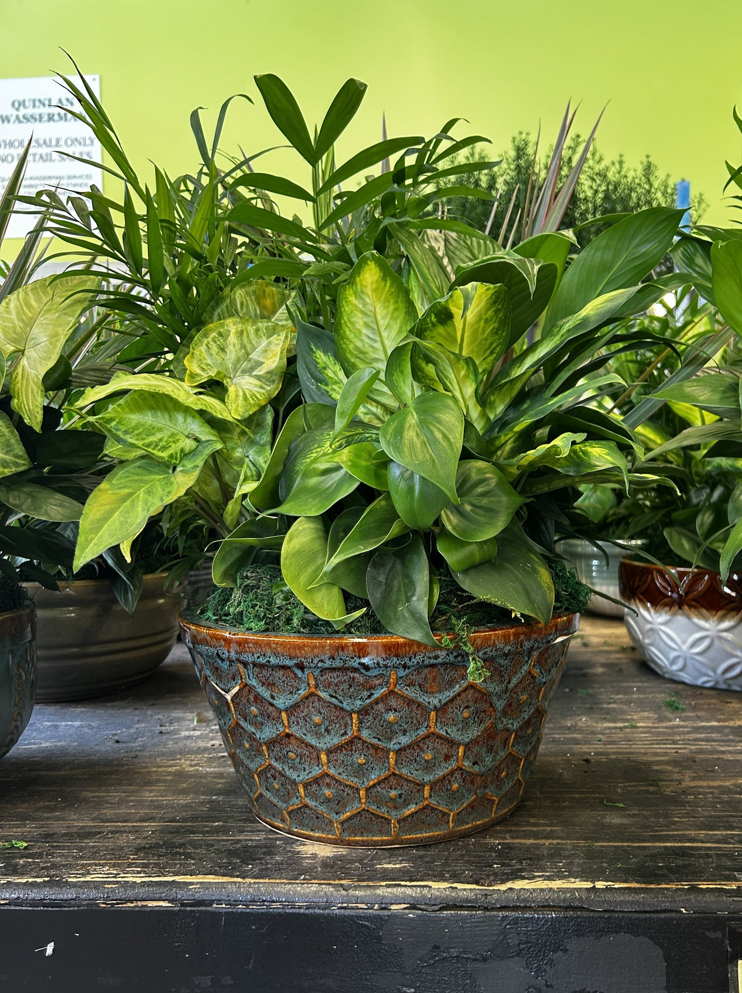 Tranquility Bowl - Assorted Indoor Live Tropical Mix 10" Pot