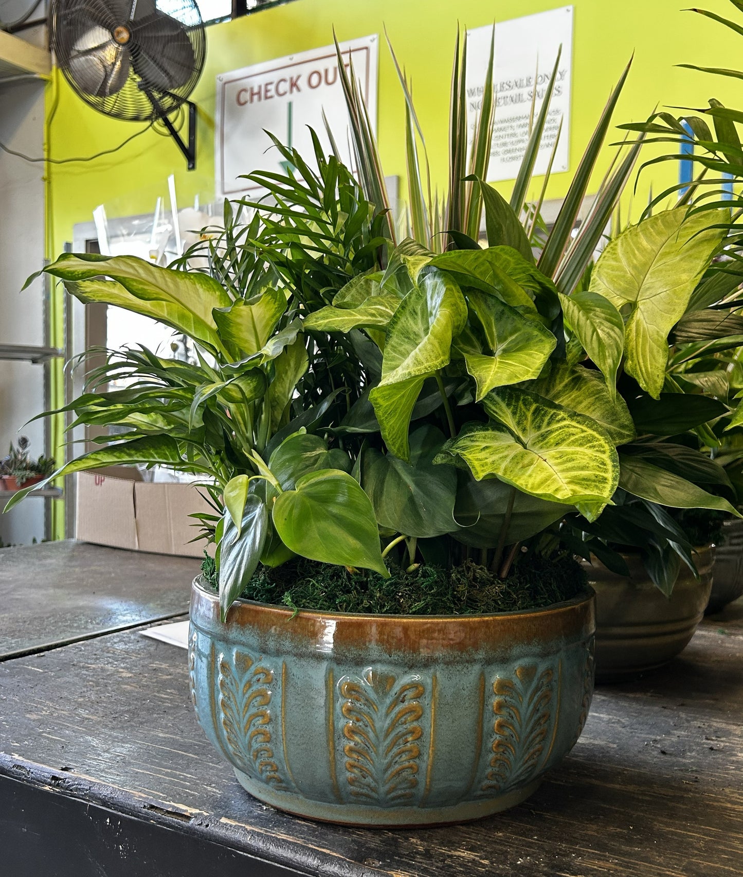 Tranquility Bowl - Assorted Indoor Live Tropical Mix 10" Pot