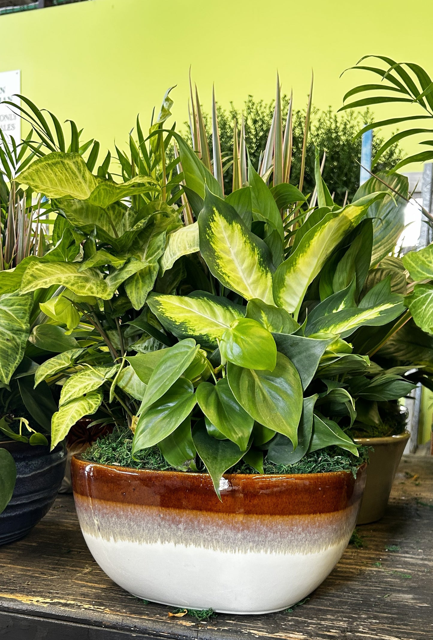 Tranquility Bowl - Assorted Indoor Live Tropical Mix 10" Pot