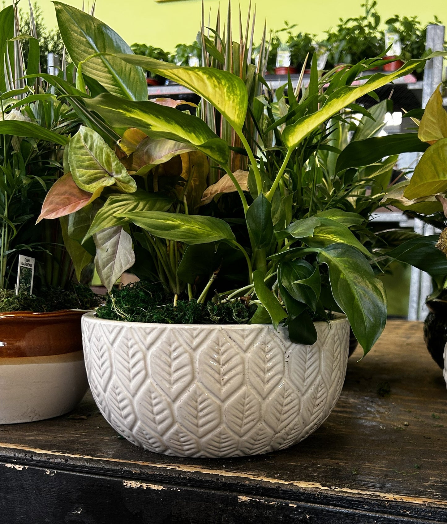 Tranquility Bowl - Assorted Indoor Live Tropical Mix 10" Pot