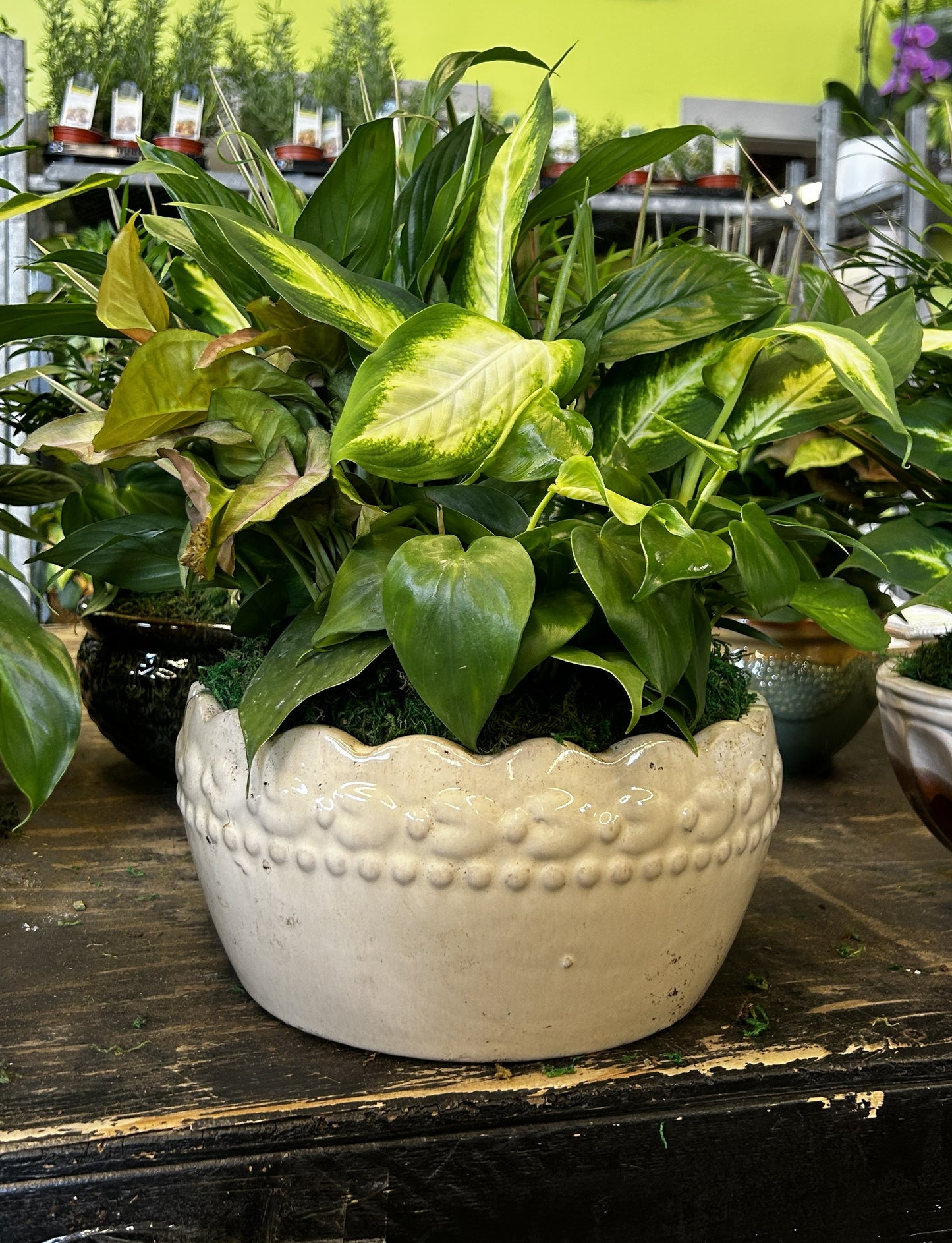 Tranquility Bowl - Assorted Indoor Live Tropical Mix 10" Pot