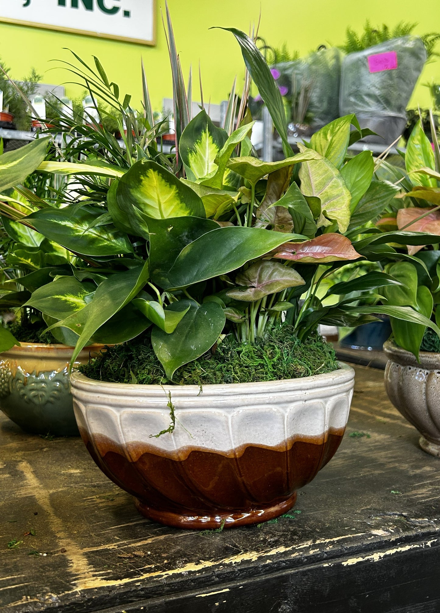 Tranquility Bowl - Assorted Indoor Live Tropical Mix 10" Pot