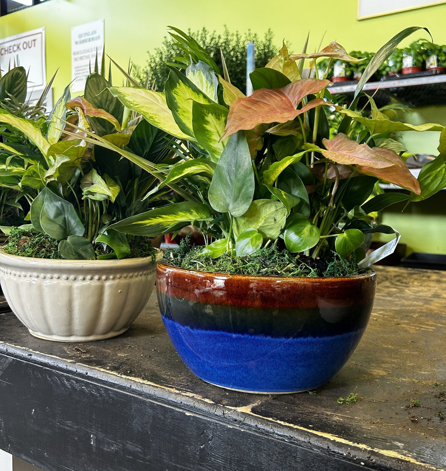 Tranquility Bowl - Assorted Indoor Live Tropical Mix 10" Pot