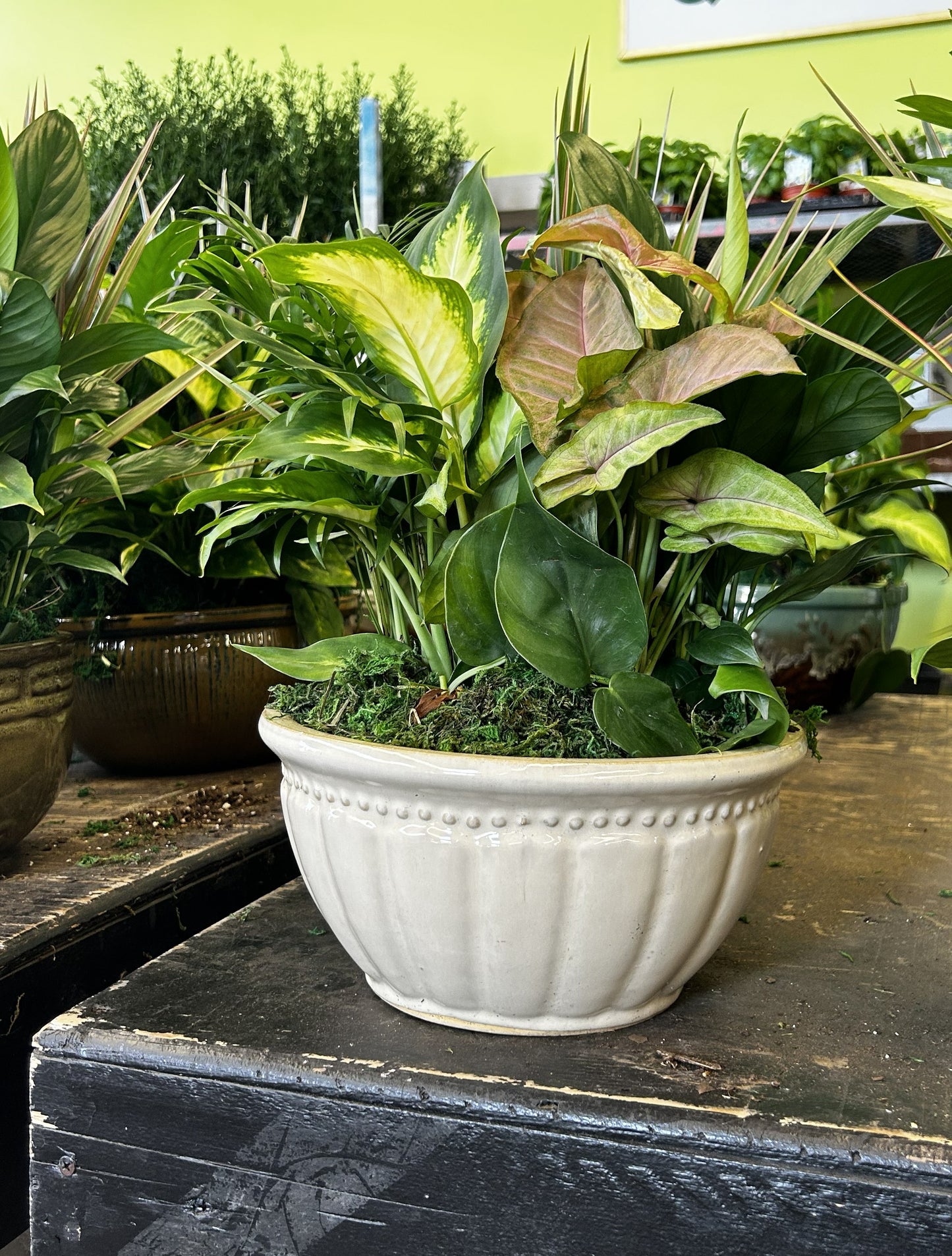 Tranquility Bowl - Assorted Indoor Live Tropical Mix 10" Pot