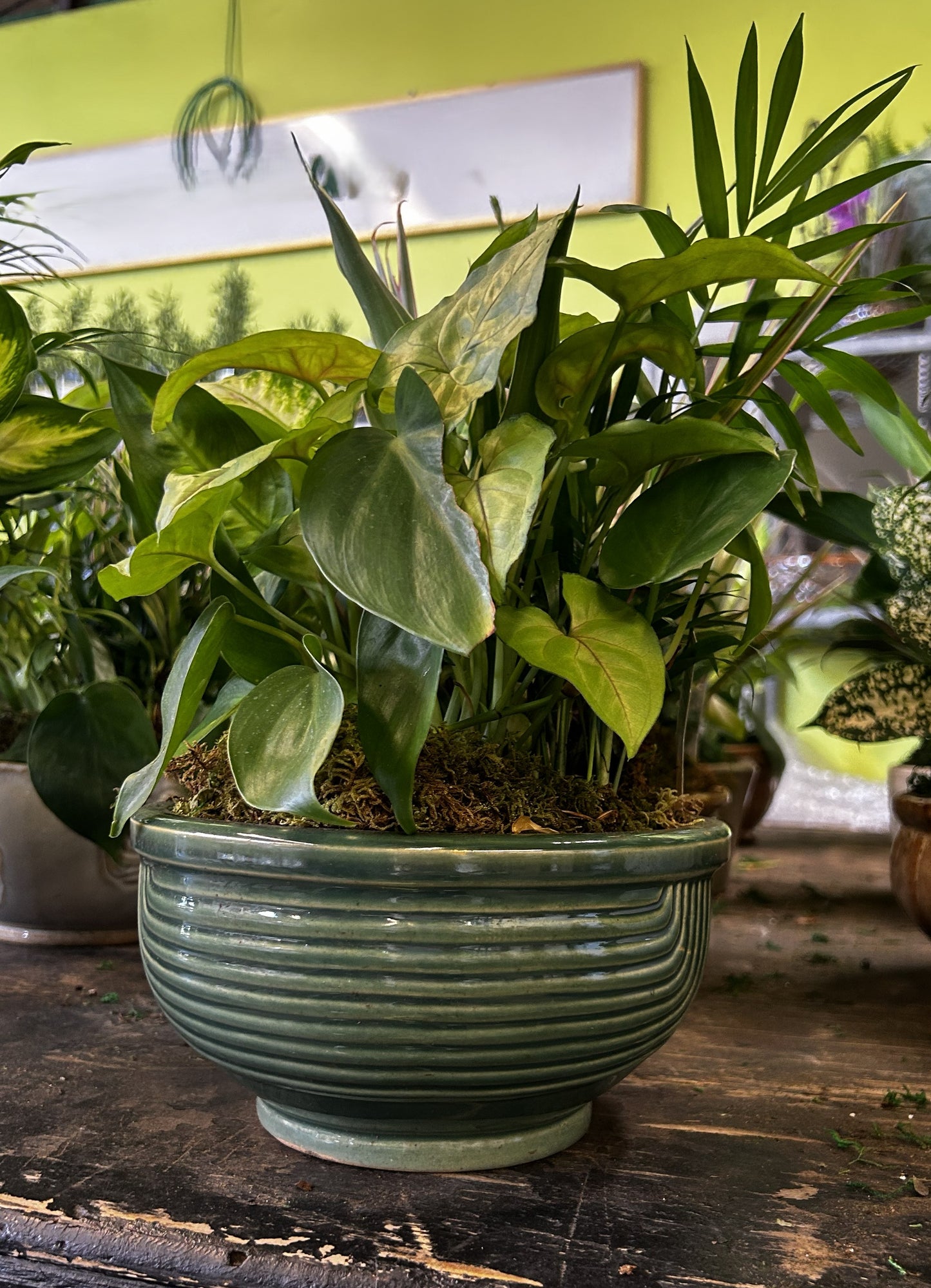 Tranquility Bowl - Assorted Indoor Live Tropical Mix 10" Pot