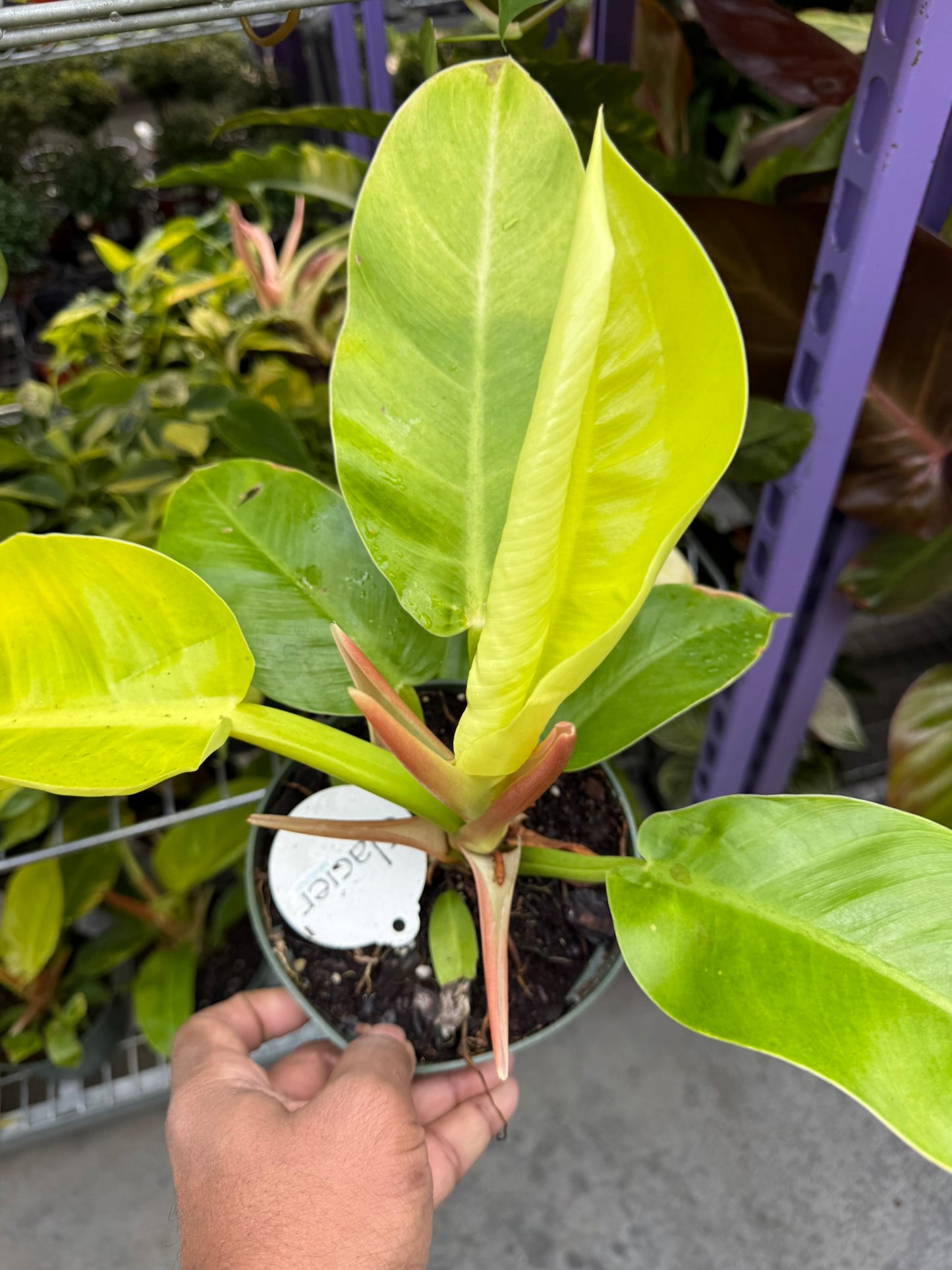 Philodendron Large Plant Bundle