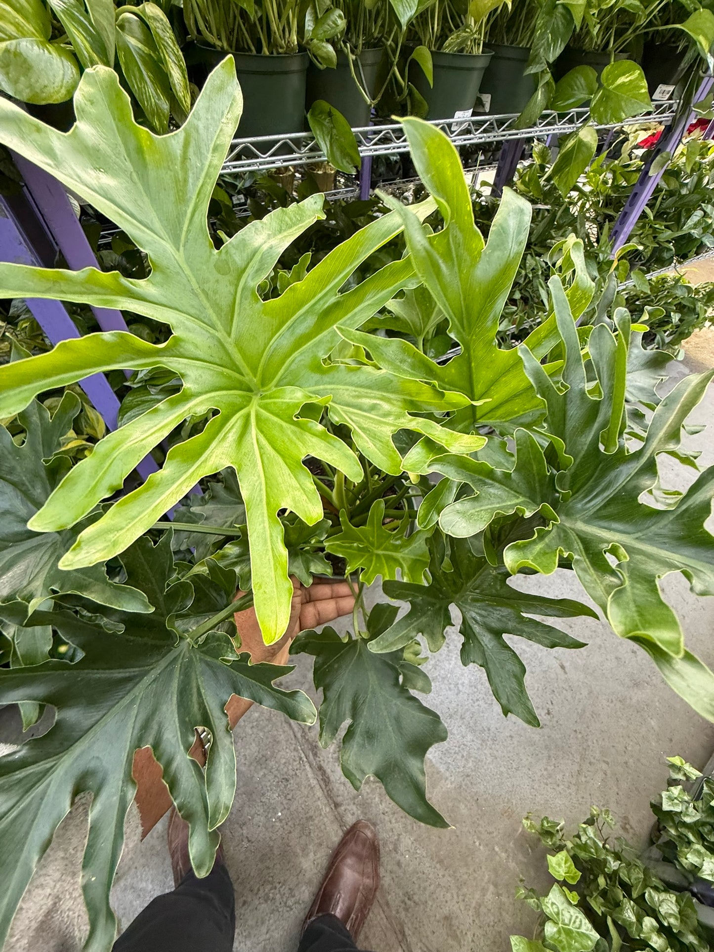 Philodendron Large Plant Bundle